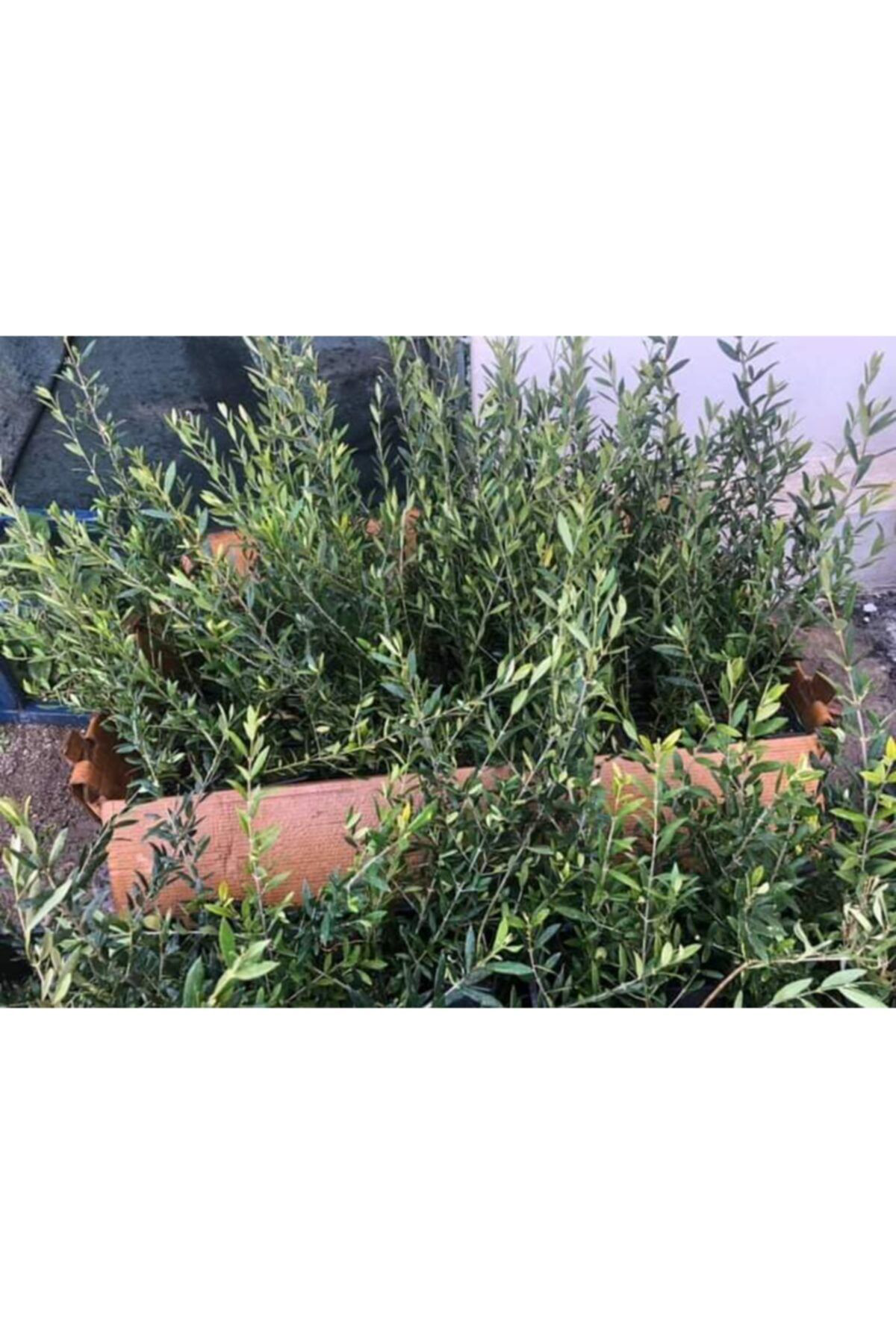 Bahçem 10 Adet Arbeguina Bodur Zeytin Fidani Tüplü 2Yaş