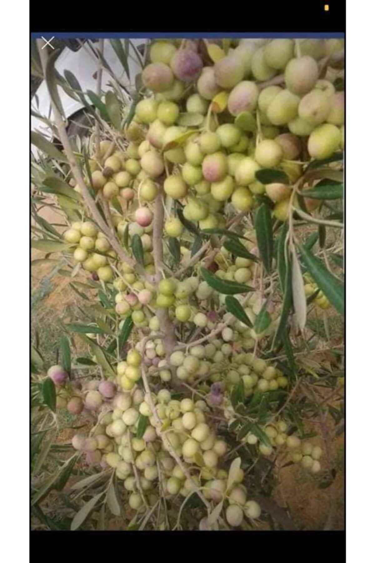 Bahçem 10 Adet Arbeguina Bodur Zeytin Fidani Tüplü 2Yaş
