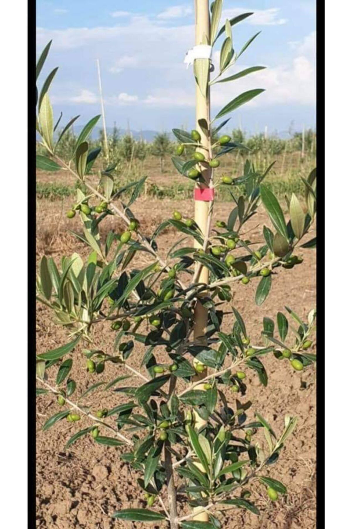 Bahçem 10 Adet Arbeguina Bodur Zeytin Fidani Tüplü 2Yaş