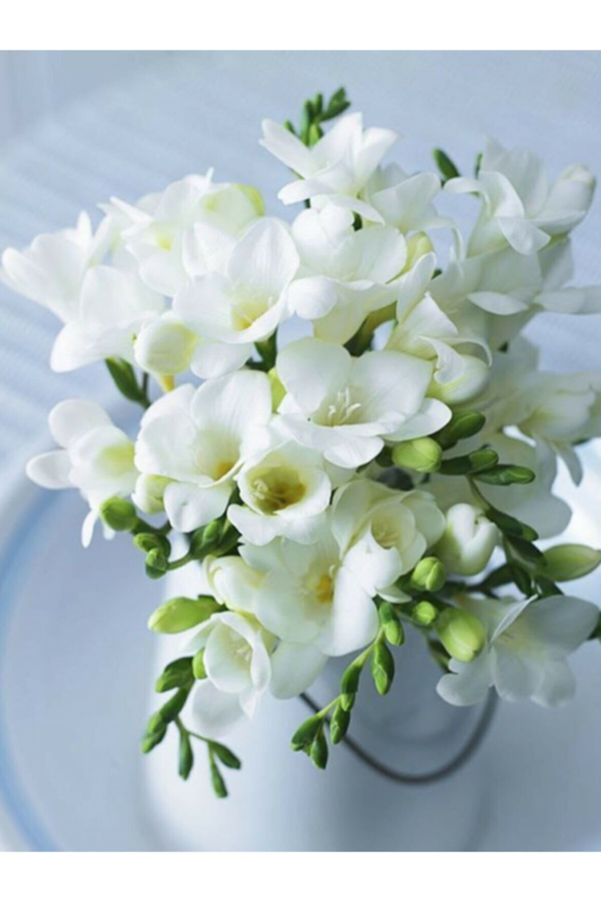 Sari Tarim 10 Adet Beyaz Frezya ( Freesia Bulbs ) Çiçeği Soğani Katmerli Mis