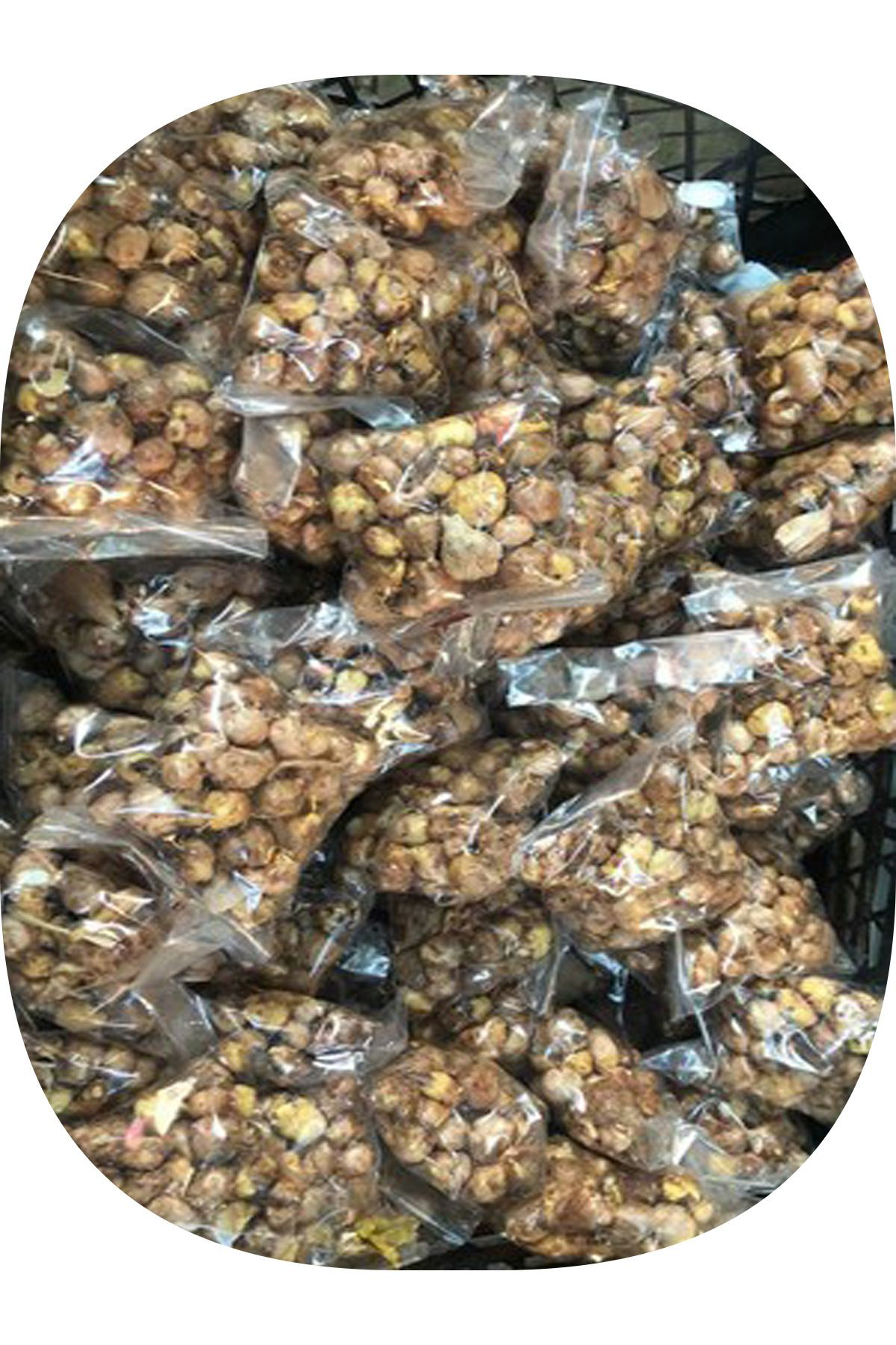 Yağmur Fidancilik 10 Adet Karişik Renk Frezya Çiçeği ( Arpa Çiçeği ) Soğani Mis Kok
