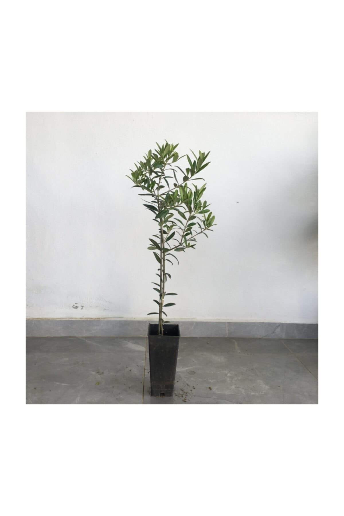 Fidanciyiz 10 Adet Saksil Tam Bodur Arbequina Zeytin Fidani 1 Yaş - 40-60 Cm