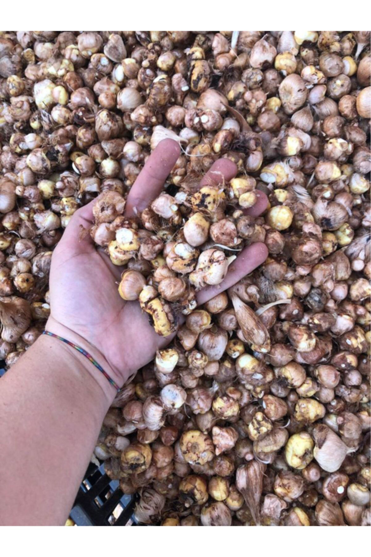 Sari Tarim 10 Adet Sari Frezya Çiçeği Soğani Mis Kokulu Katmerli