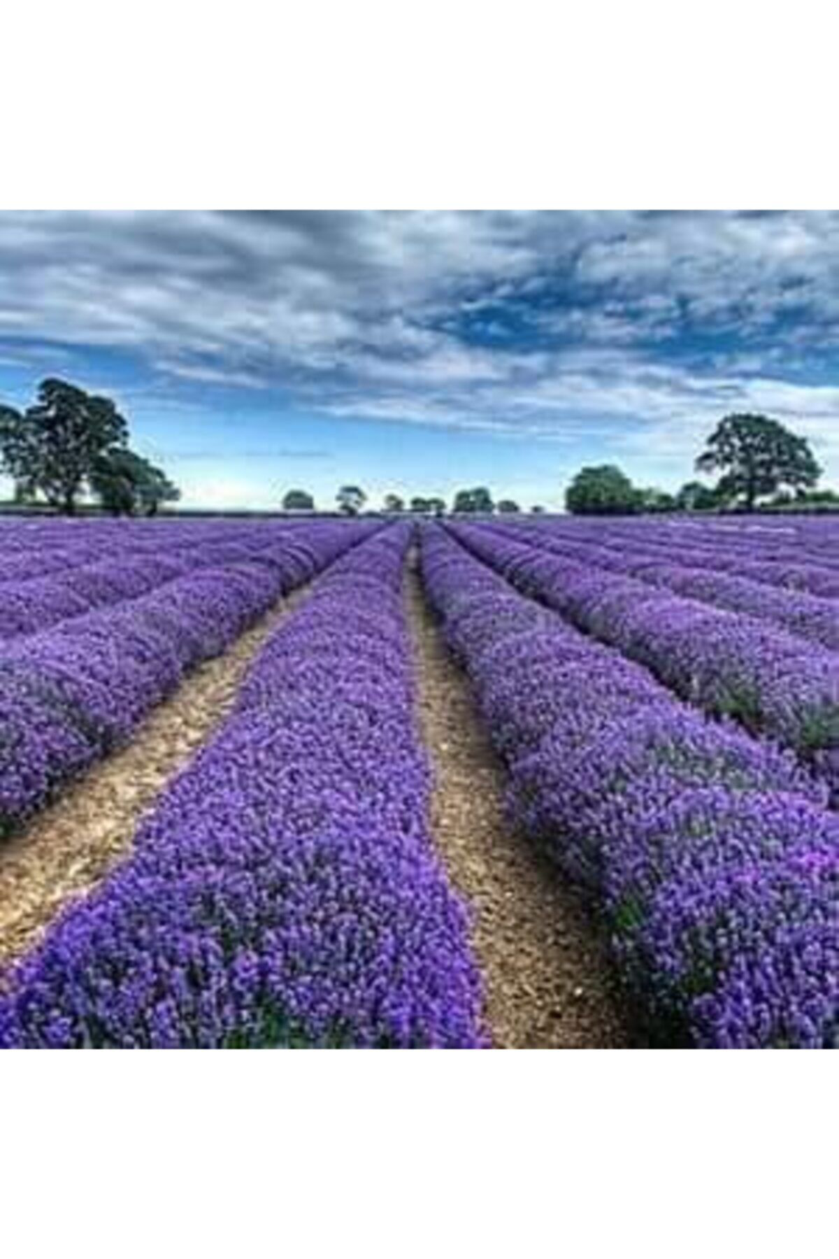 Alanyatropikal 100 Adet Lavanta Açik Kök Angustifolia Fidani Fidesi