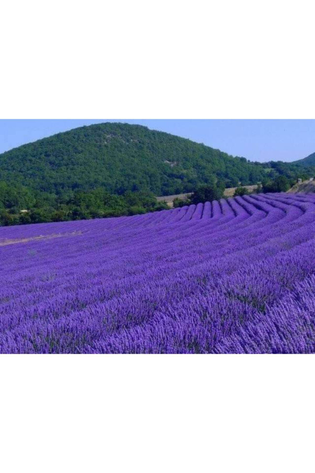 Alanyatropikal 100 Adet Lavanta Açik Kök Angustifolia Fidani Fidesi