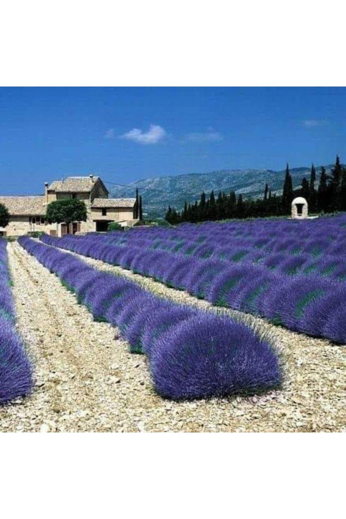 Alanyatropikal 100 Adet Lavanta Açik Kök Angustifolia Fidani Fidesi