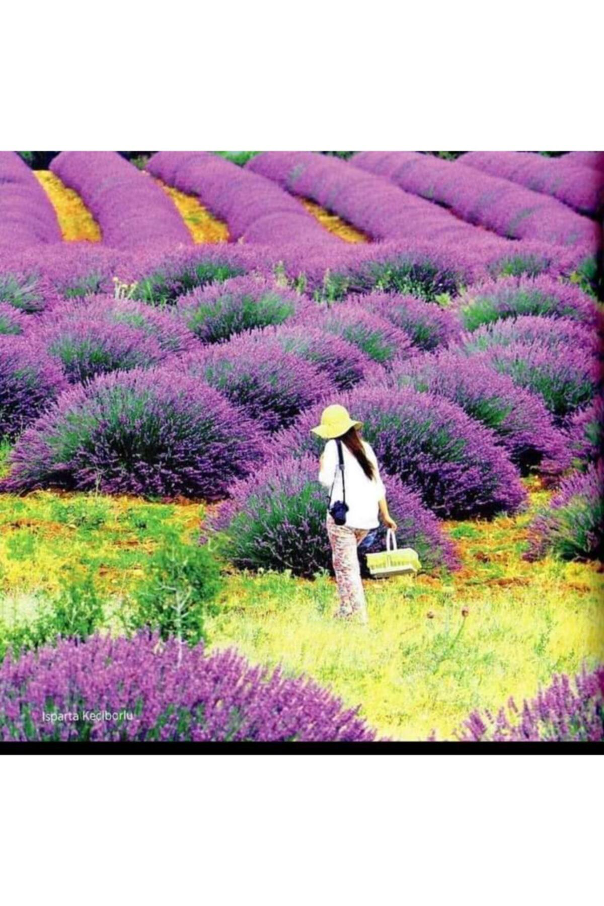 Alanyatropikal 100 Adet Lavanta Açik Kök Angustifolia Fidani Fidesi