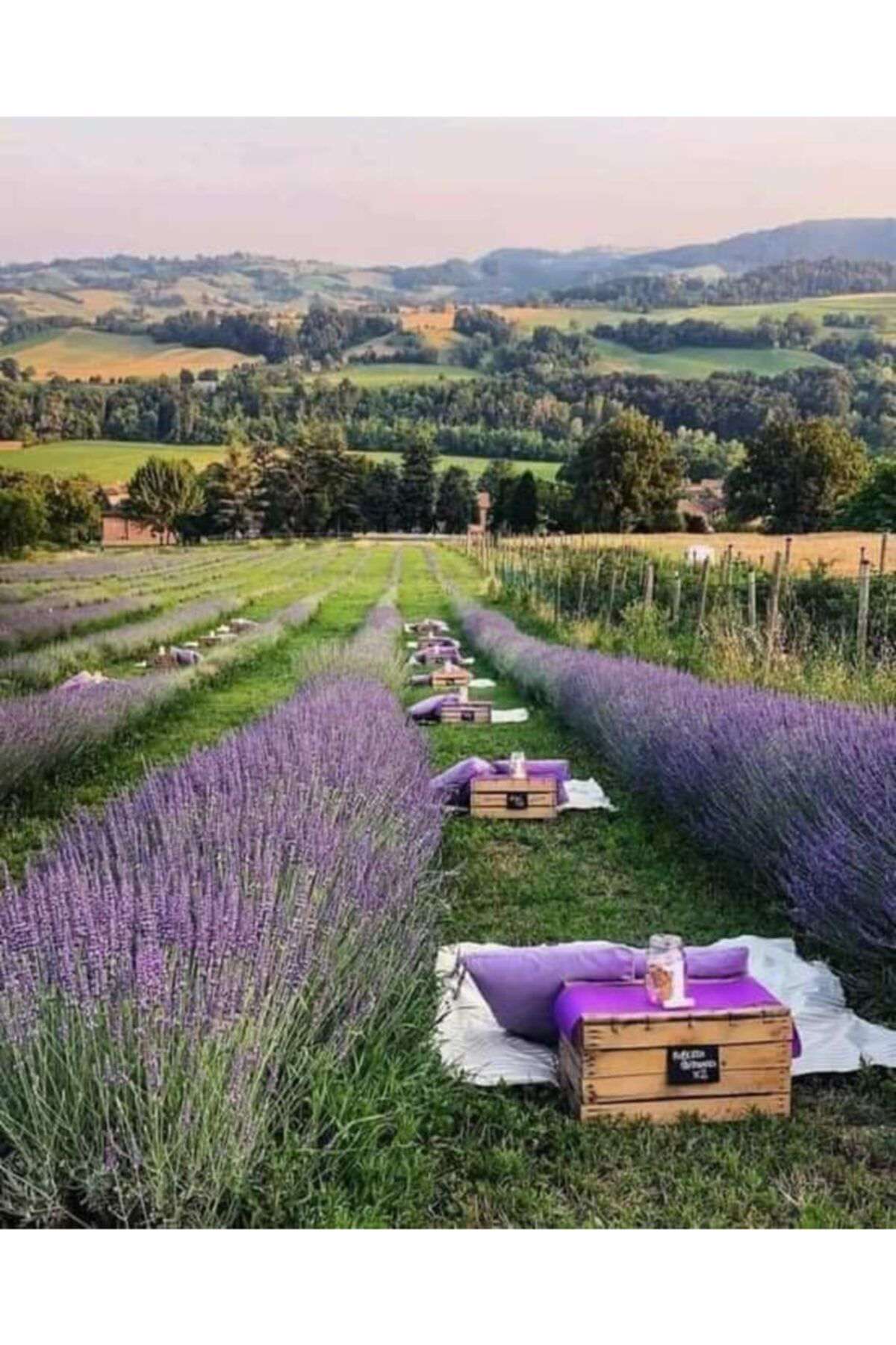 Alanyatropikal 100 Adet Lavanta Açik Kök Angustifolia Fidani Fidesi