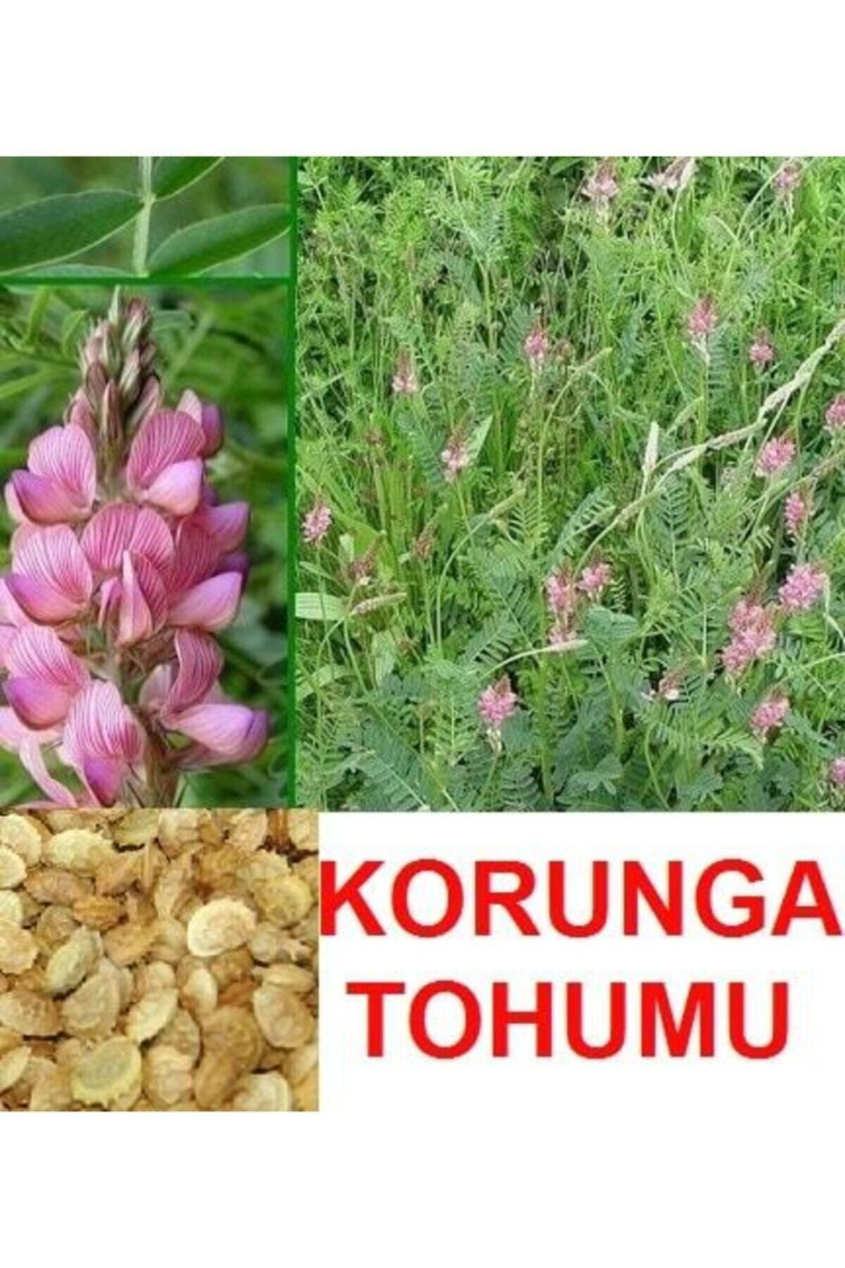Tarimsal Ve Hayvansal Ürünler 10.000 Adet Büyükbaş Hayvan Yemi Korunga Tohumu