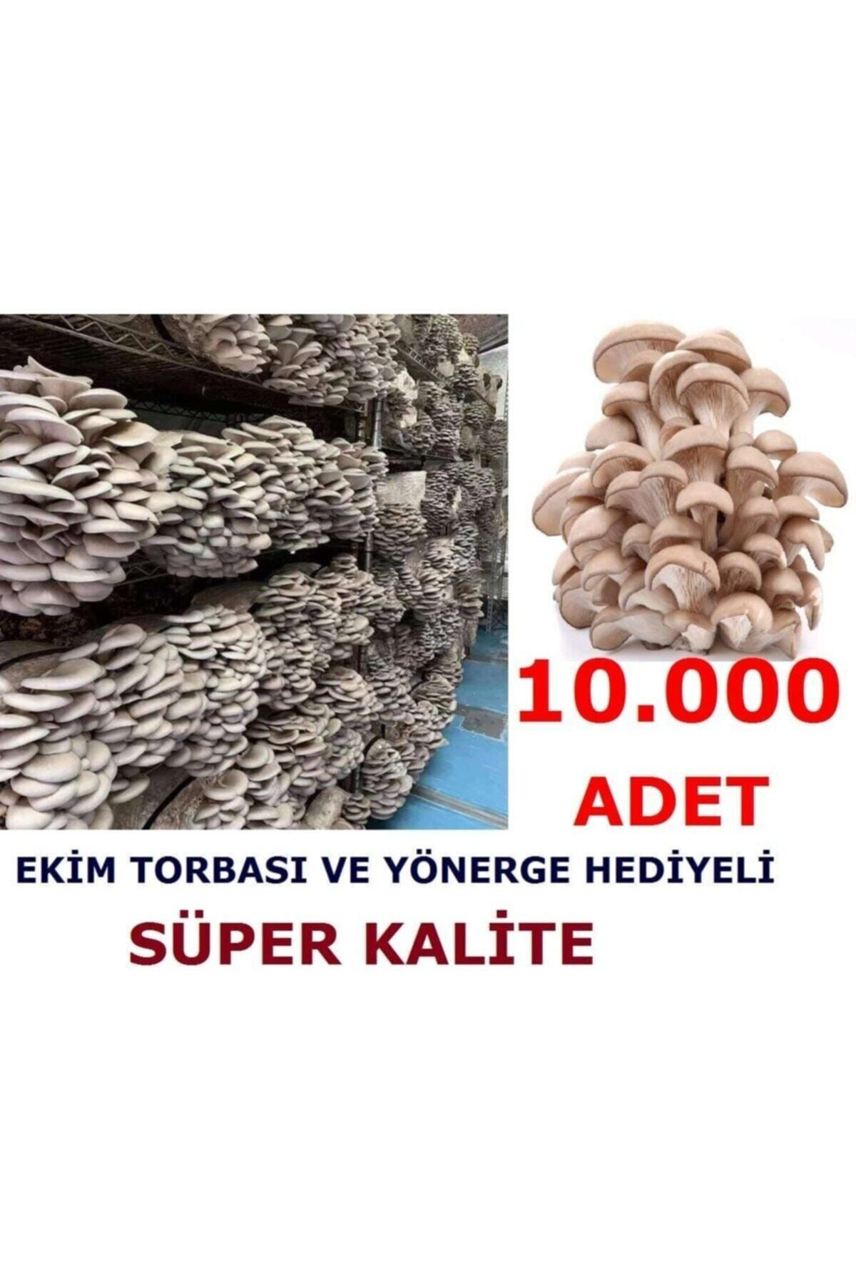 Tohumgübre 10.000 Adet İstiridye Kavak Kayin Mantari Tohumu