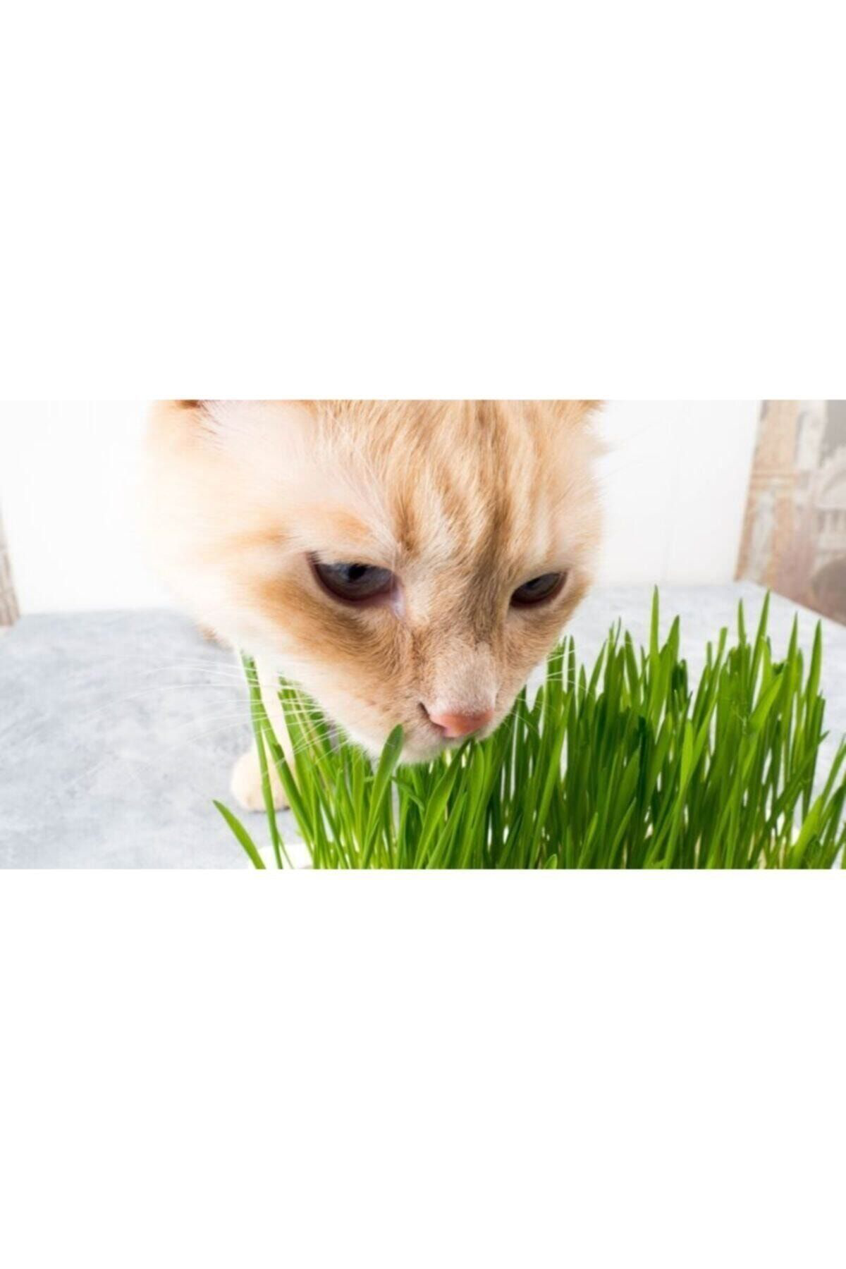 Tohumgübre 10.000 Adet Kedi Çimi Tohumu Ve 8 Litre Kedi Çimi Ekim Torfu