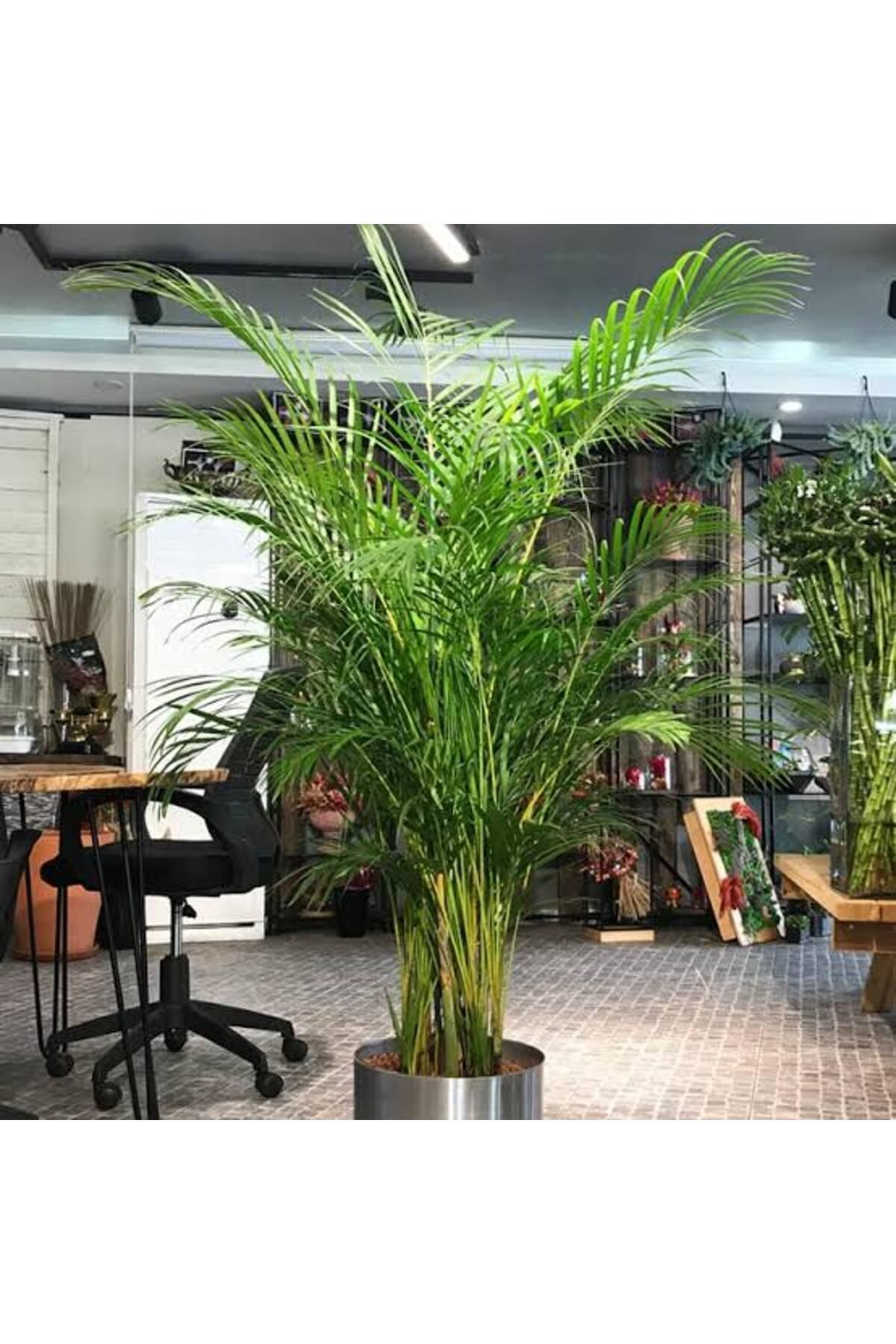 Tarimsal Ve Hayvansal Ürünler 13 Litre Areka Salon Palmiyesi Ekim Ve Bakim Torfu