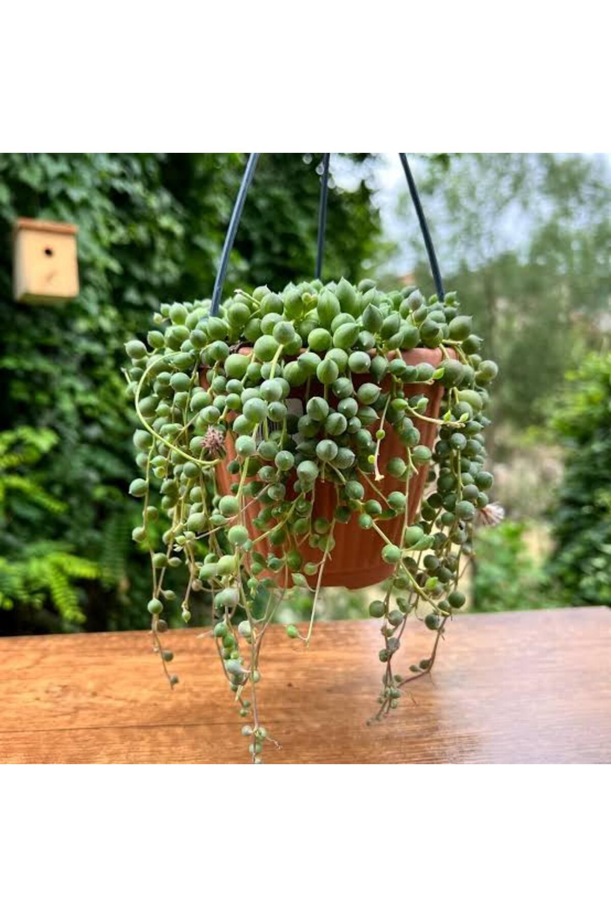 Tarimsal Ve Hayvansal Ürünler 13 Litre Tesbih Çiçeği Ekim Ve Bakim Torfu