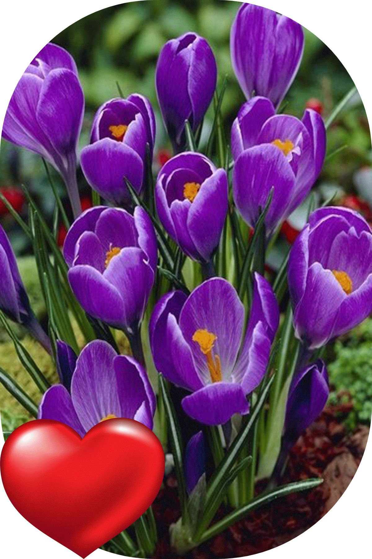 Sari Tarim 15 Adet Safranbolu Gerçek Safran Soğani Crocus Sativus