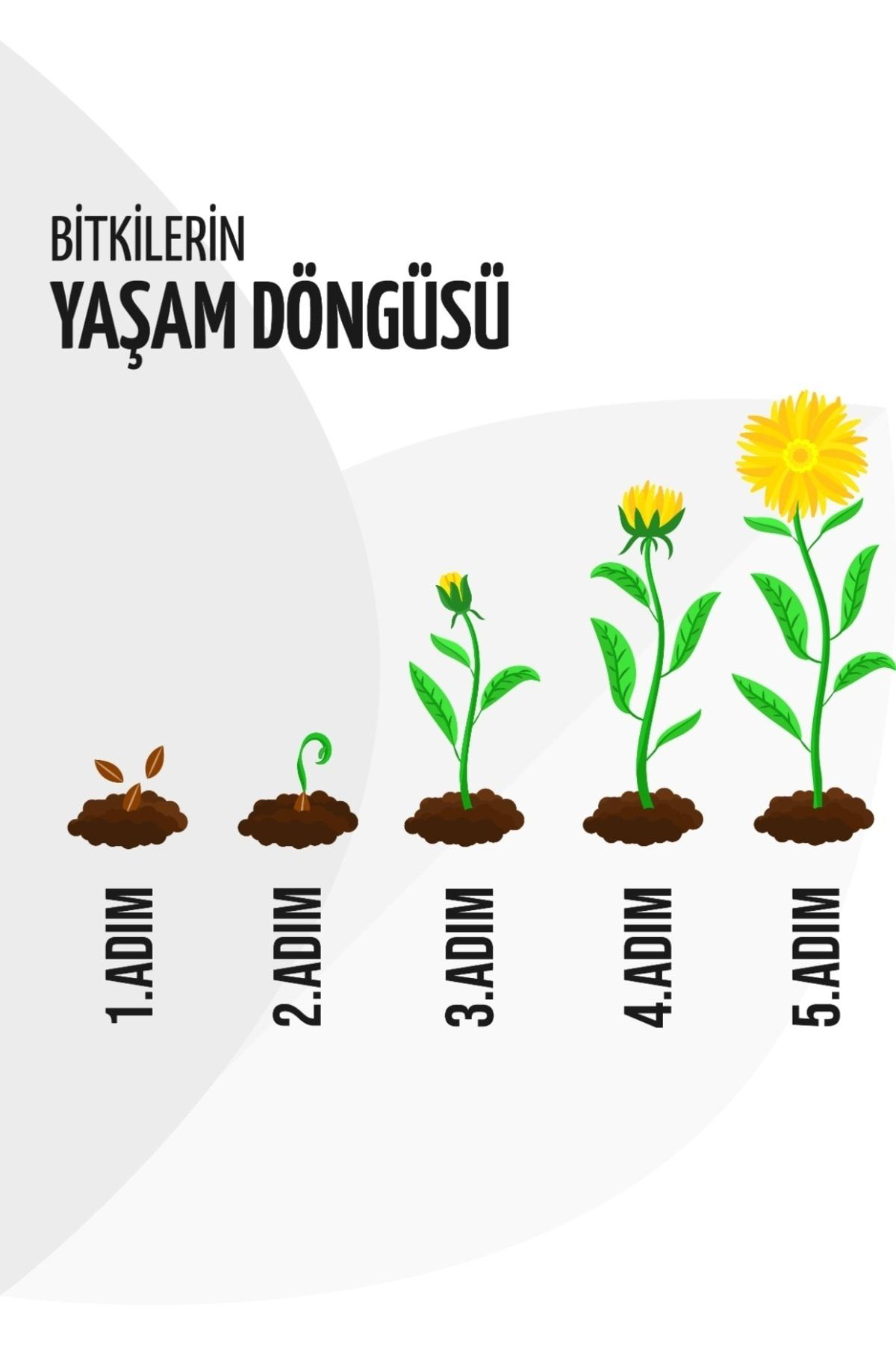 Ruzgarbotanik 15 Adet Salep Fidesi Fidani