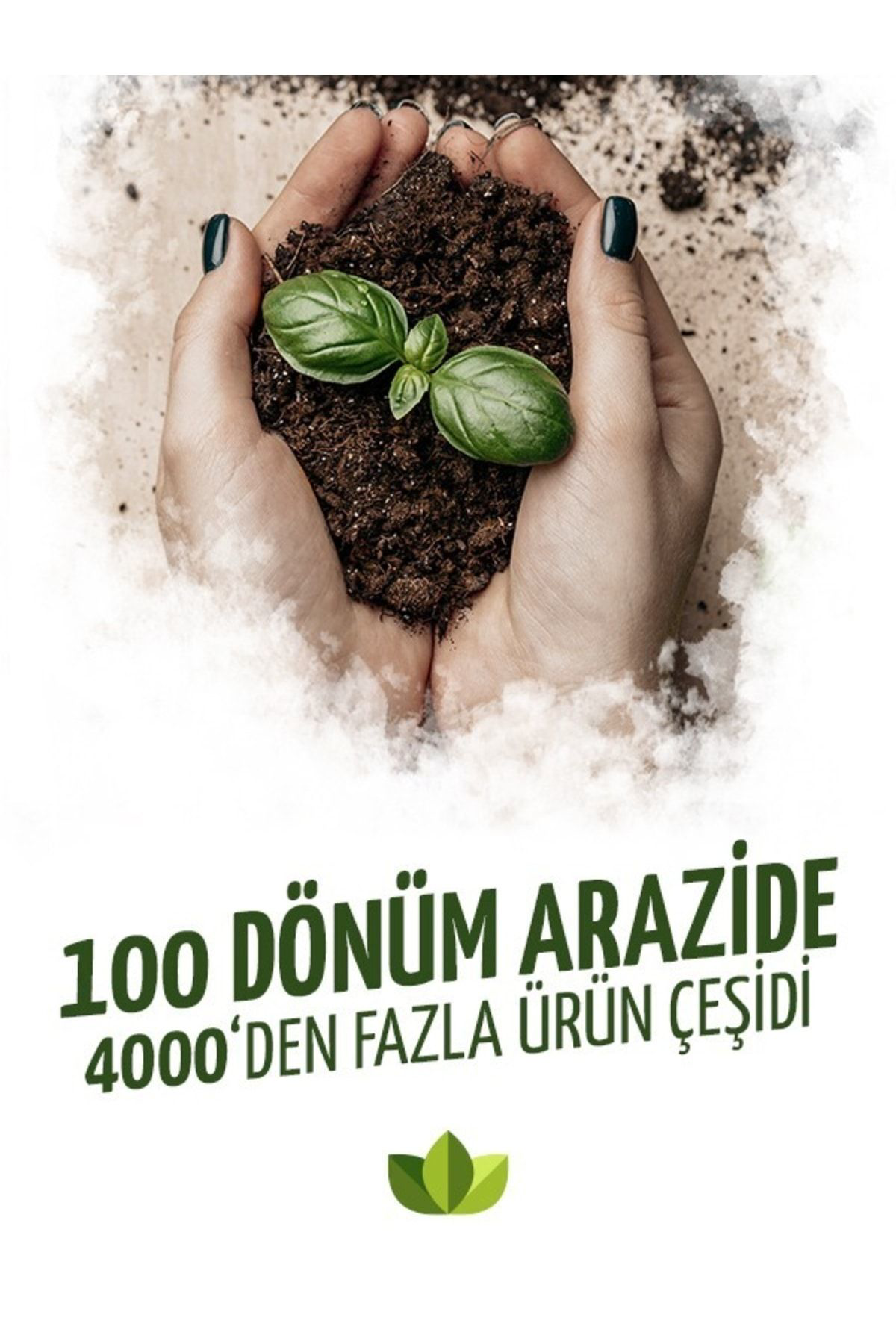Ruzgarbotanik 15 Adet Salep Fidesi Fidani