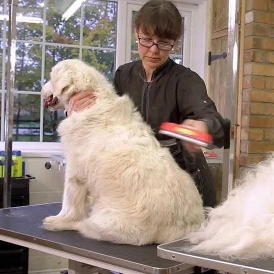 23 KG Üzeri Uzun Tüylü Köpekler İçin Tüy Toplayıcı Ergonomik Tara