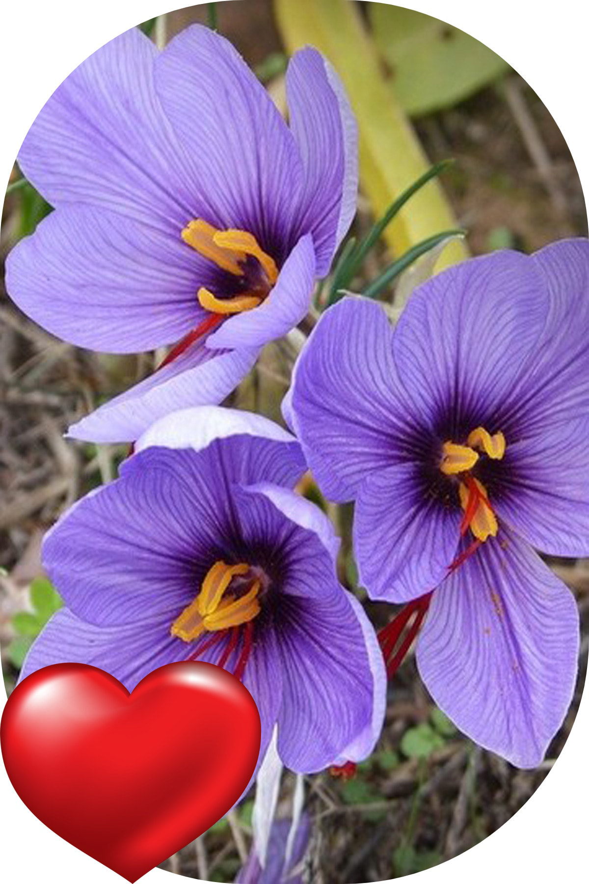 Sari Tarim 25 Adet Horasan Gerçek Safran Çiçeği Soğani Crocus Sativus