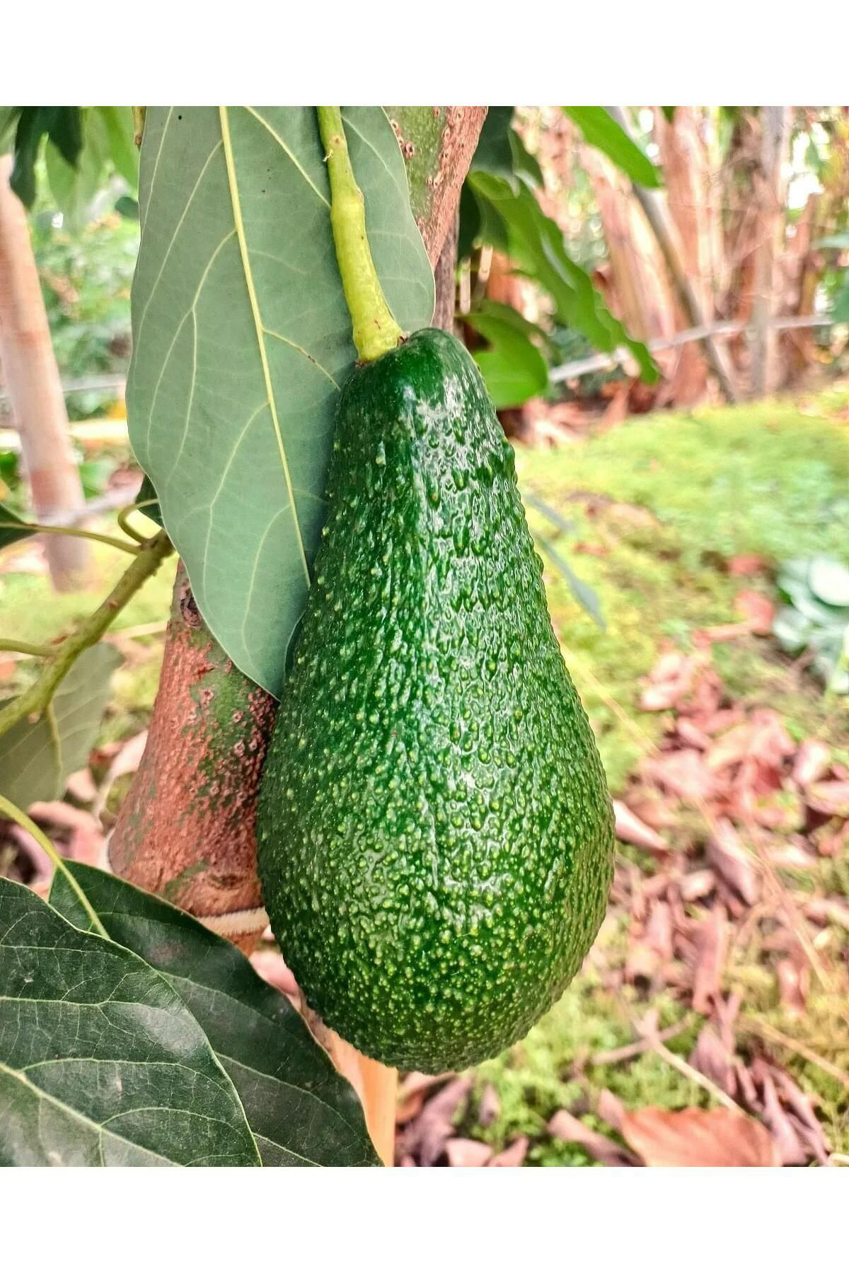 Zeysen Tropikal 3 Yaş Füerte Avokado Fidani