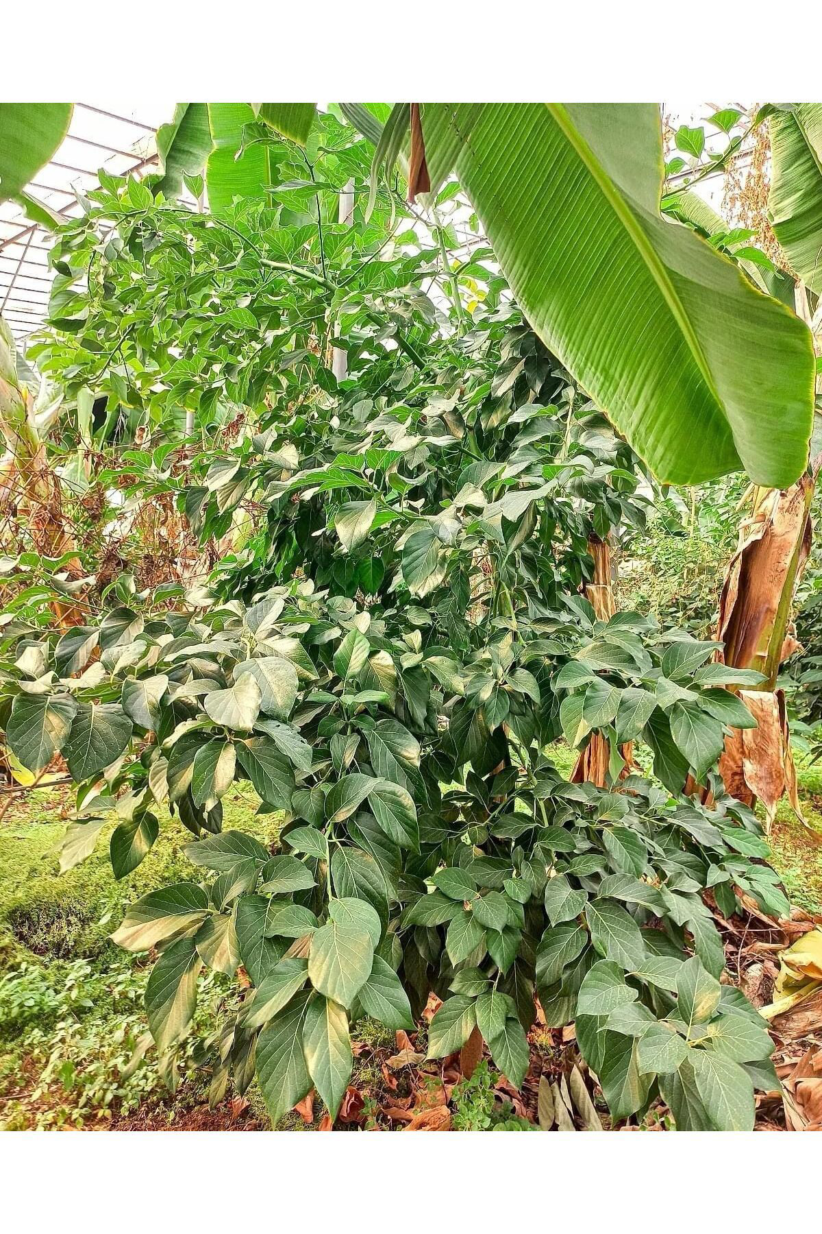 Zeysen Tropikal 3 Yaş Füerte Avokado Fidani