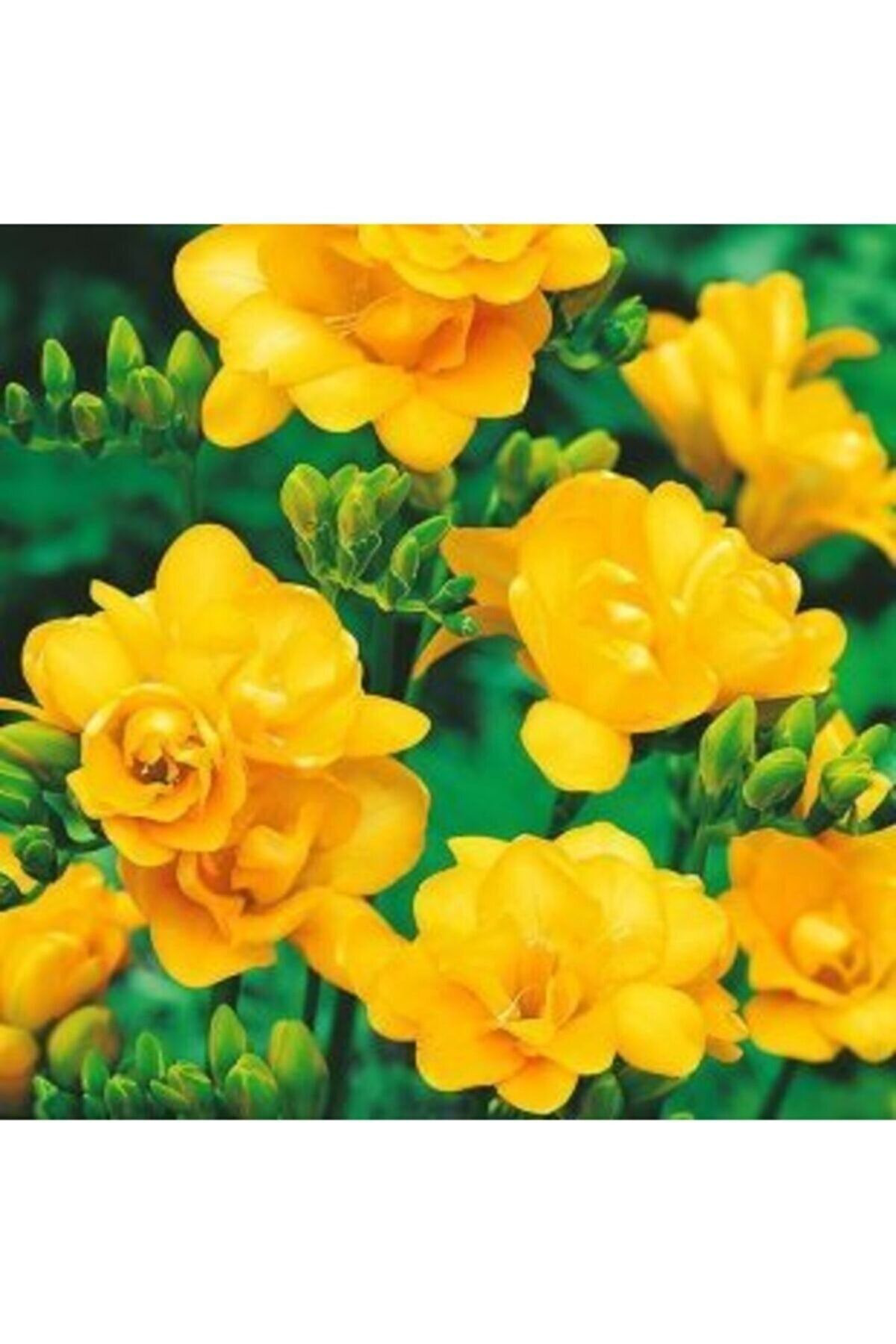 Mert Tarim 35 Adet Sari Frezya Çiçeği ( Freesia ) Soğani Mis Kokulu Katmerli