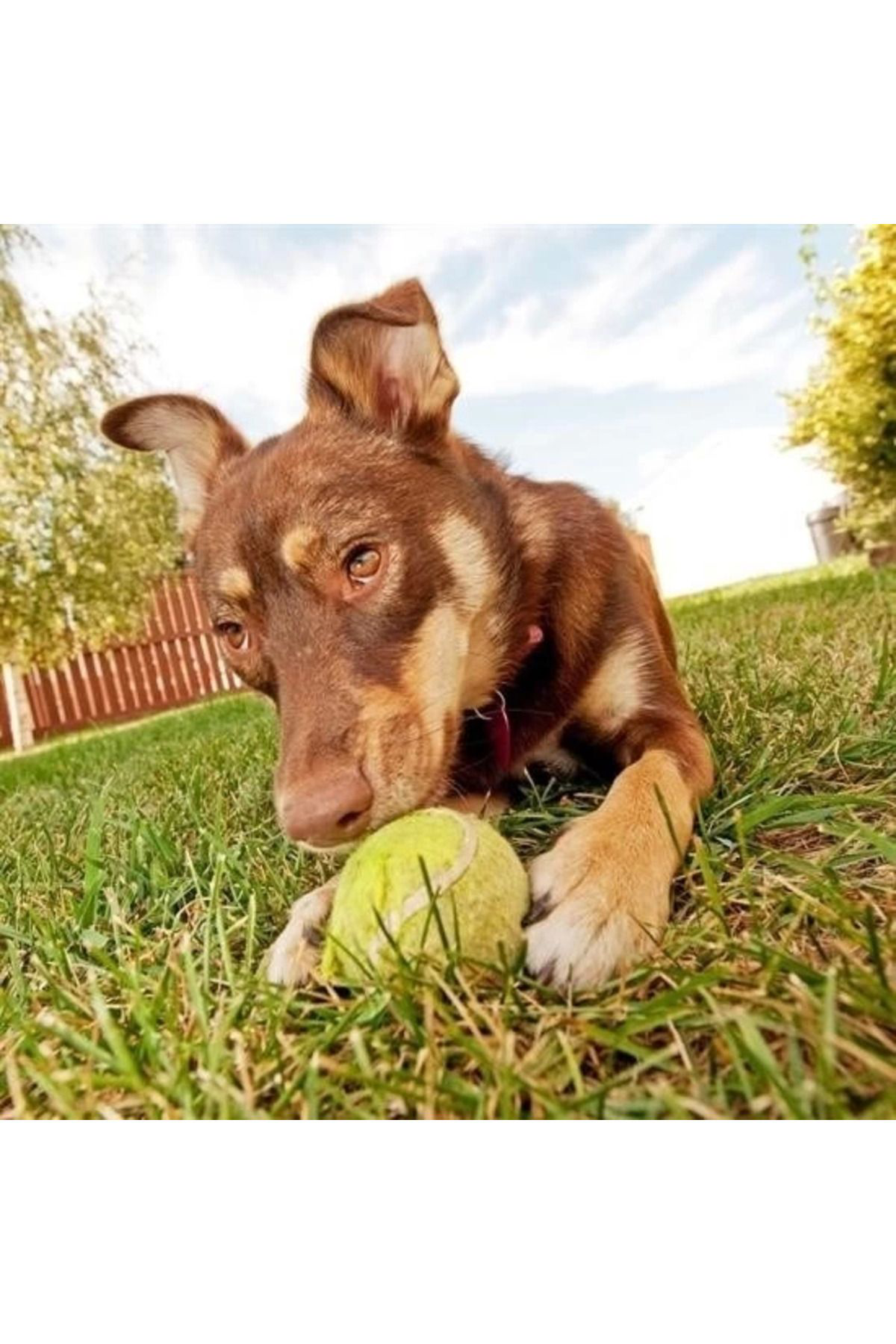 Yusuftex 3Lü Renkli Desenli Tenis Topu Kedi Köpek Oyuncaği