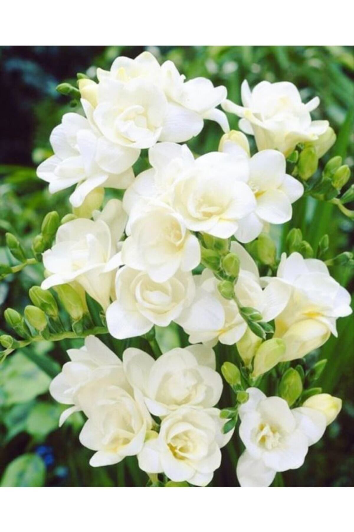Gardenya Tohumculuk 4 Adet Beyaz Frezya Çiçeği ( Arpa Çiçeği ) Soğani Mis Kokulu Katm
