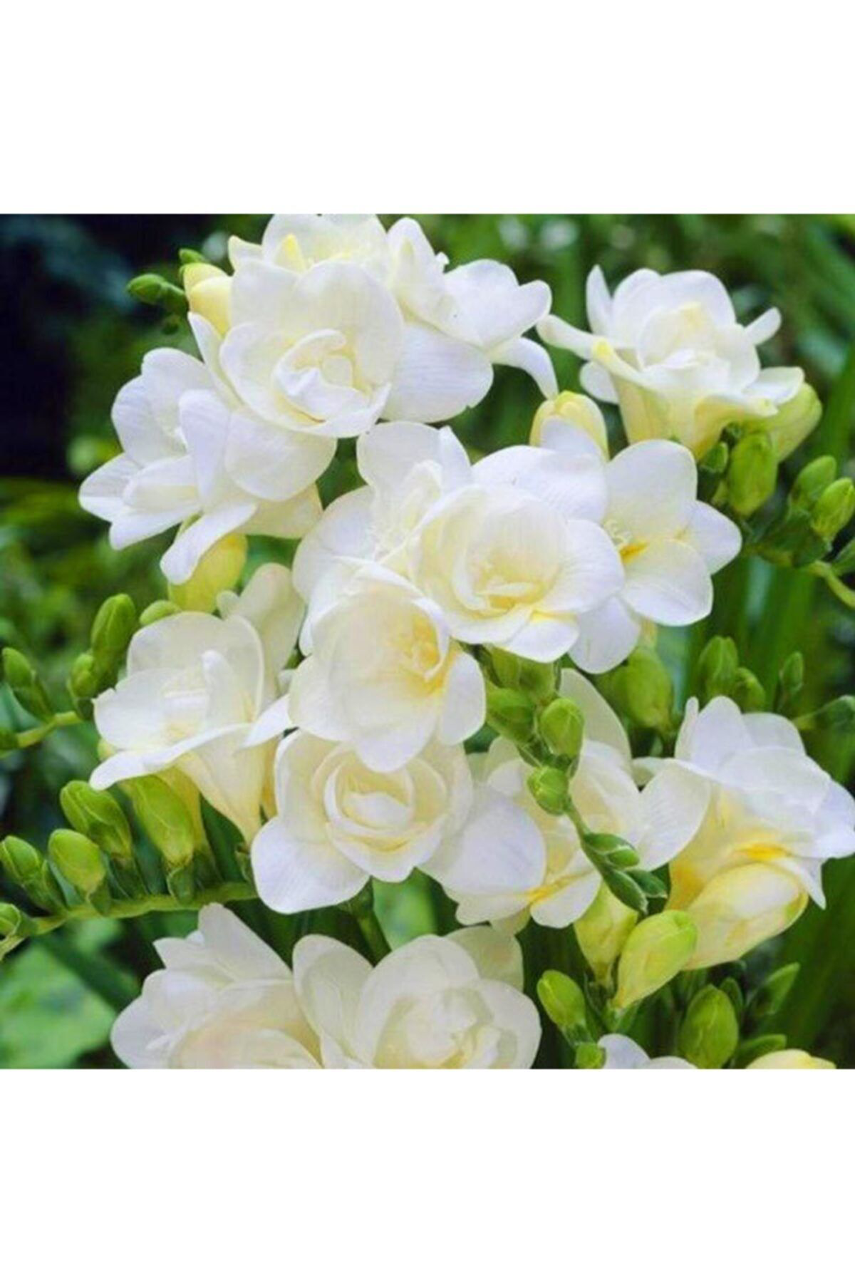 Gardenya Tohumculuk 5 Adet Beyaz Renkli Kokulu Frezya Çiçeği Soğani