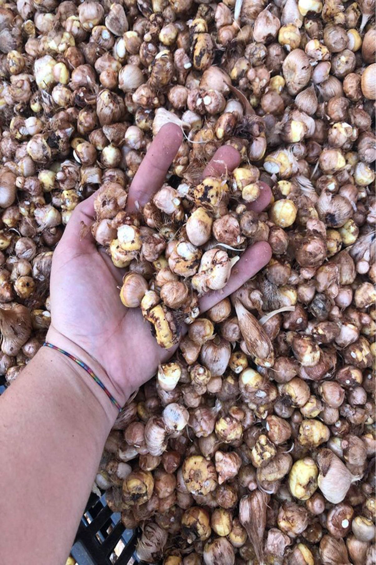 Sari Tarim 5 Adet Bordo Frezya Çiçeği ( Arpa Çiçeği ) Soğani Mis Kokulu Katm