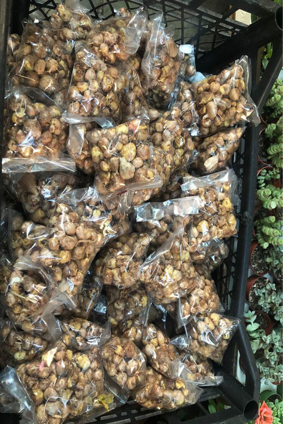 Sari Tarim 5 Adet Bordo Frezya Çiçeği ( Arpa Çiçeği ) Soğani Mis Kokulu Katm