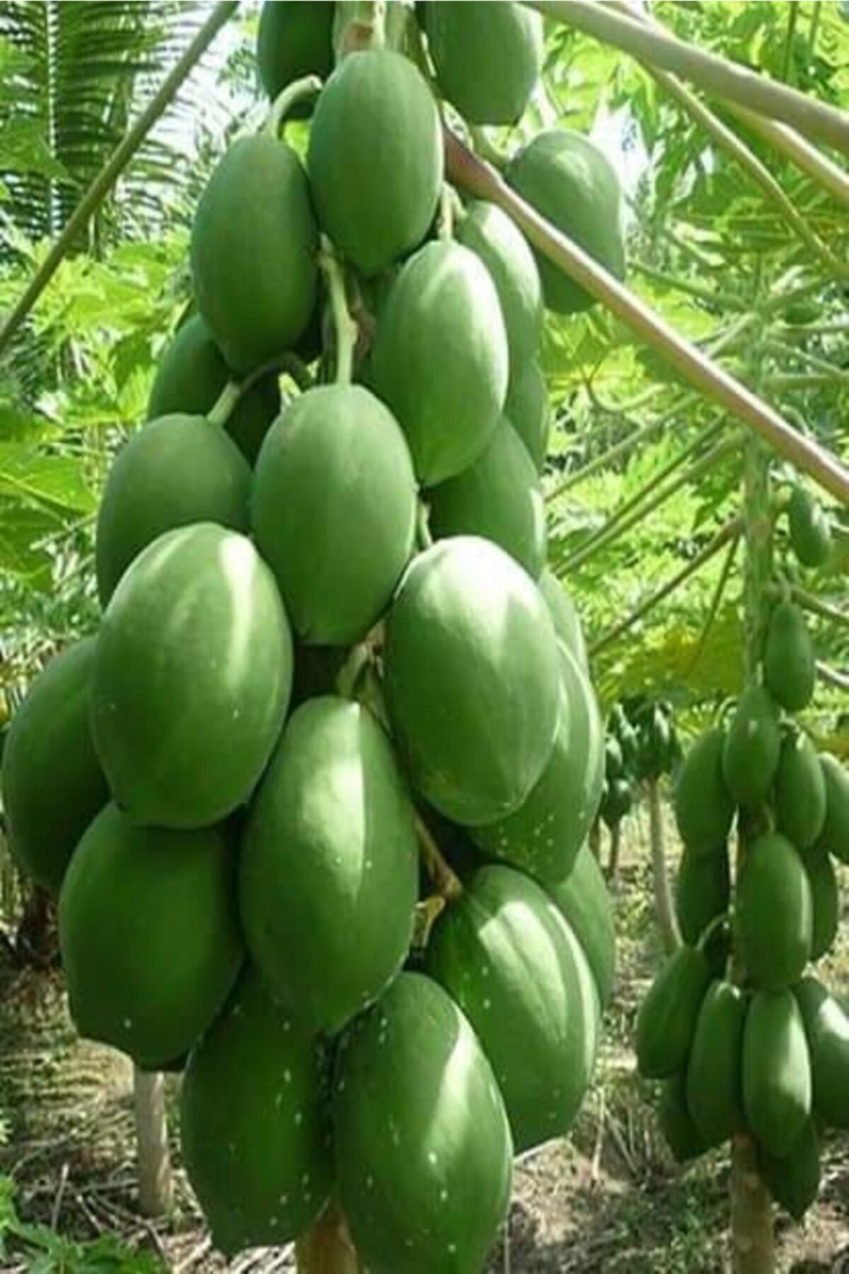 Alanyatropikal 5 Adet Tüplü Papaya Fidani 40 100