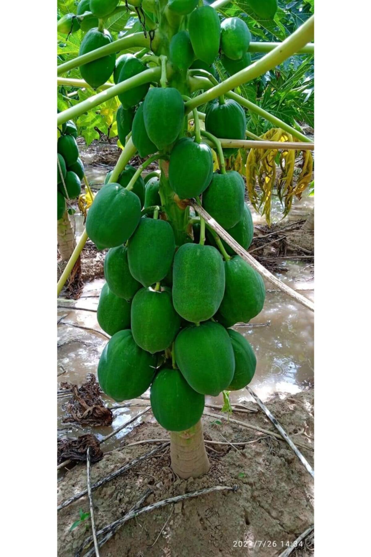Alanyatropikal 5 Adet Tüplü Papaya Fidani 40 100