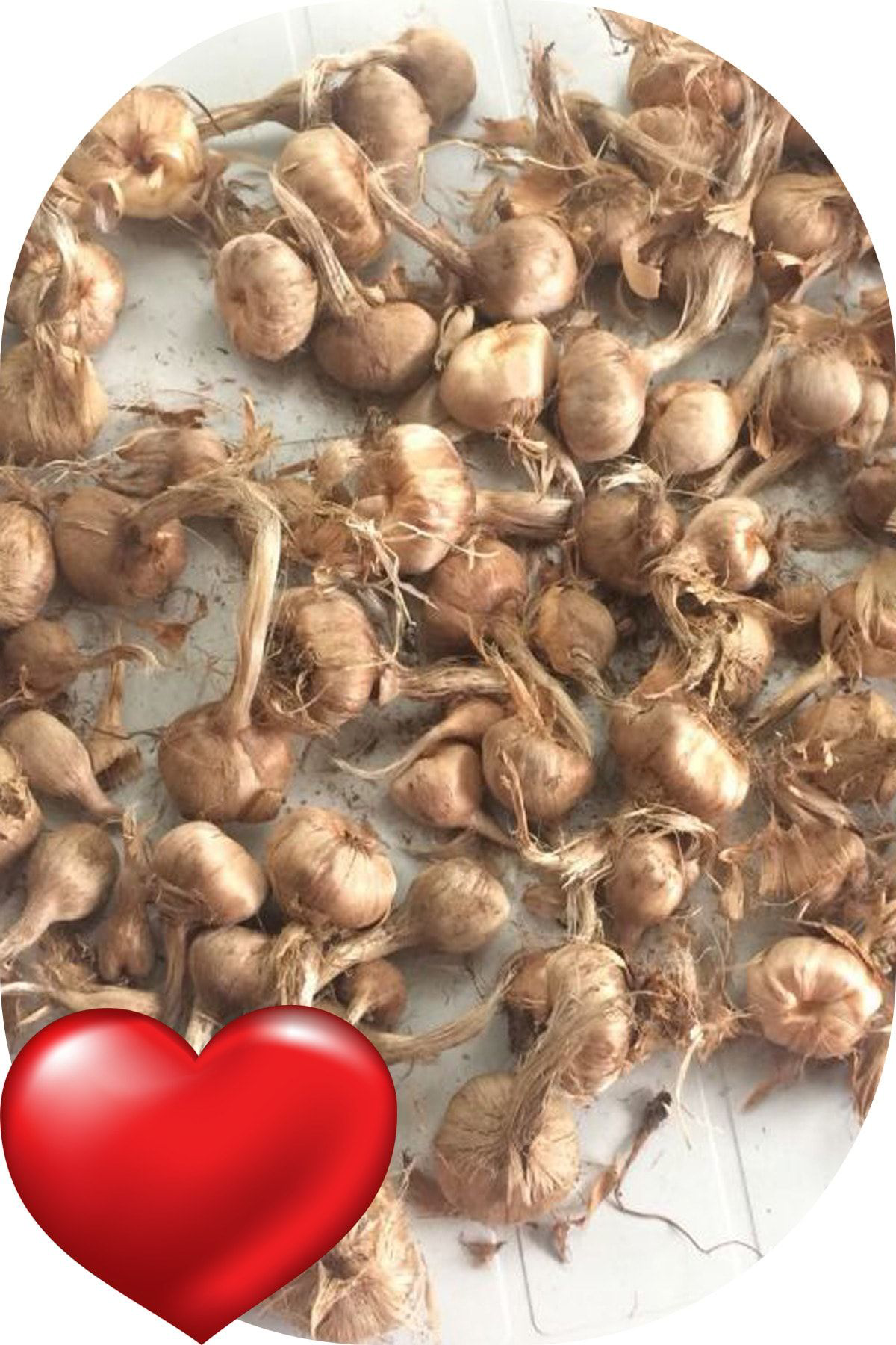 Sari Tarim 50 Adet Safranbolu Gerçek Safran Çiçeği Soğani Crocus Sativus