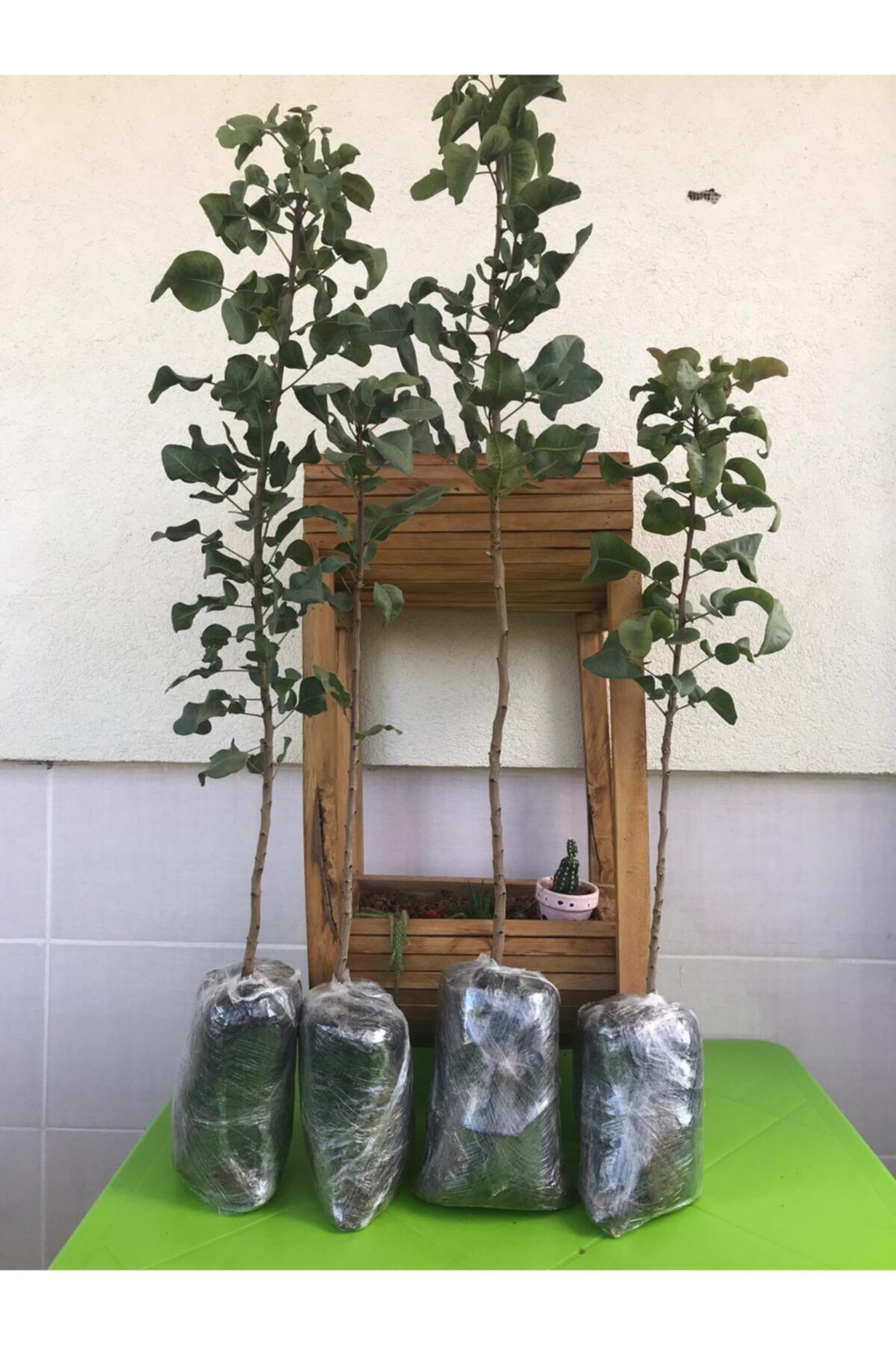Alanyatropikal 6 Adet Antep Fistik Fidani Aşiya Gelmiş
