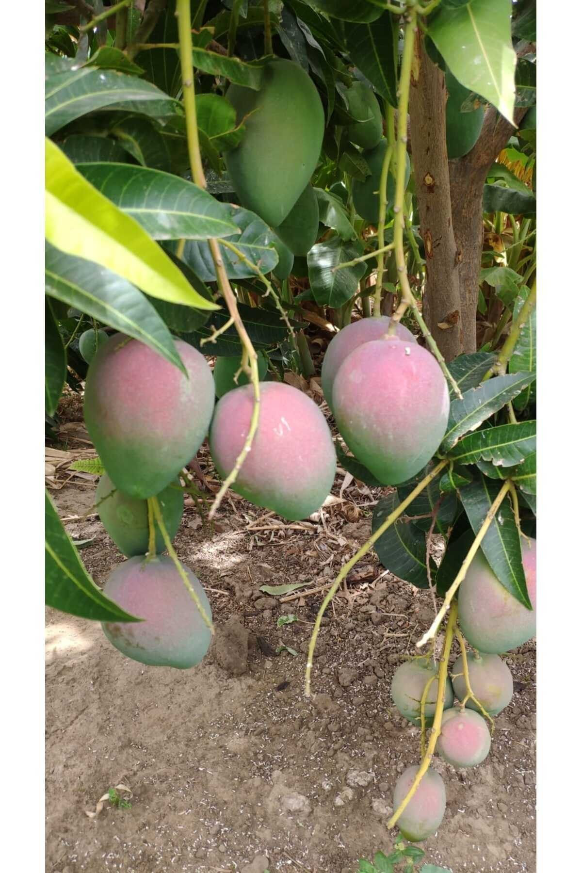Erva Peysaj Afrika Mango Fidani 50 80 Cm