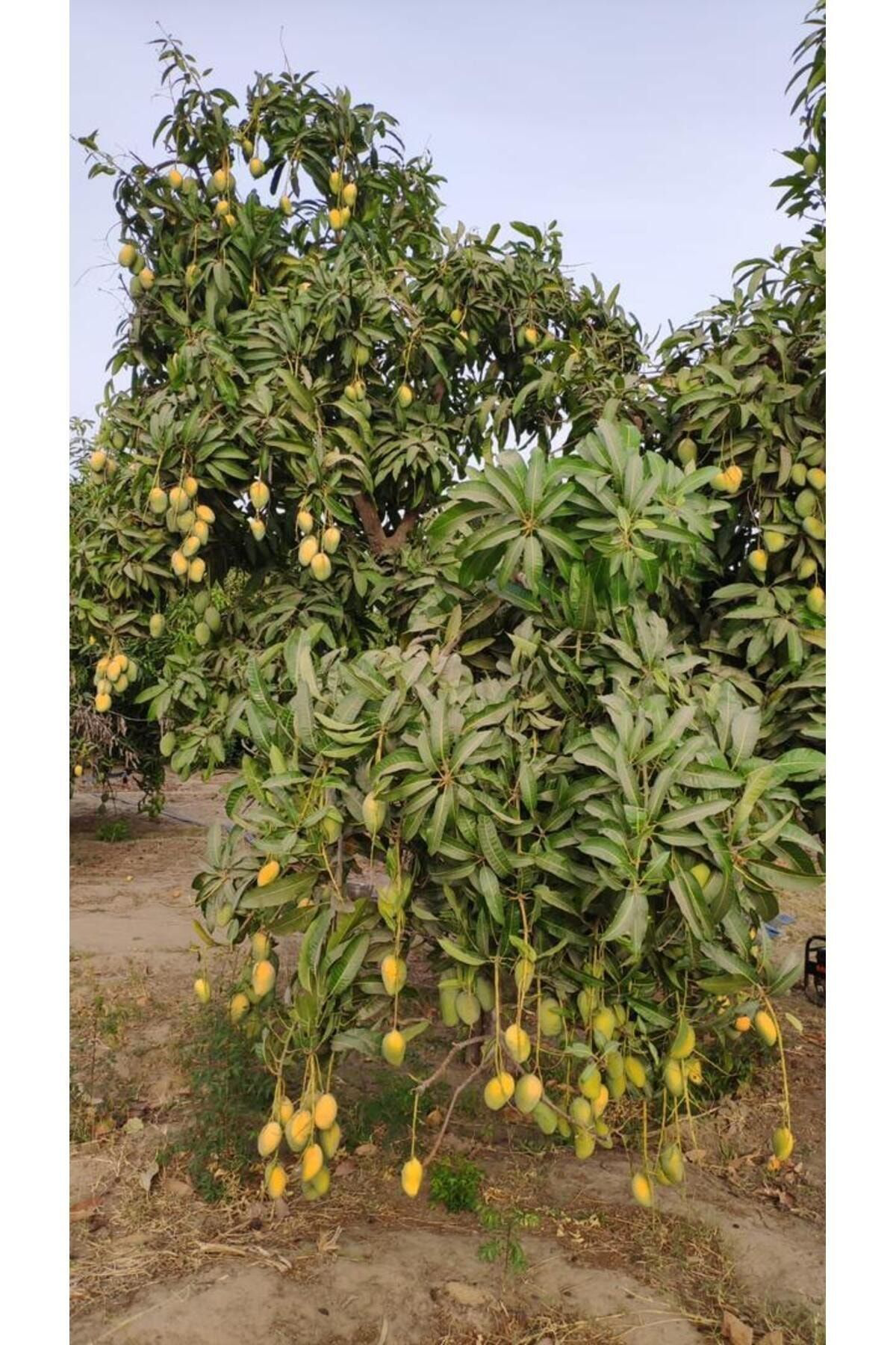 Erva Peysaj Afrika Mango Fidani 50 80 Cm