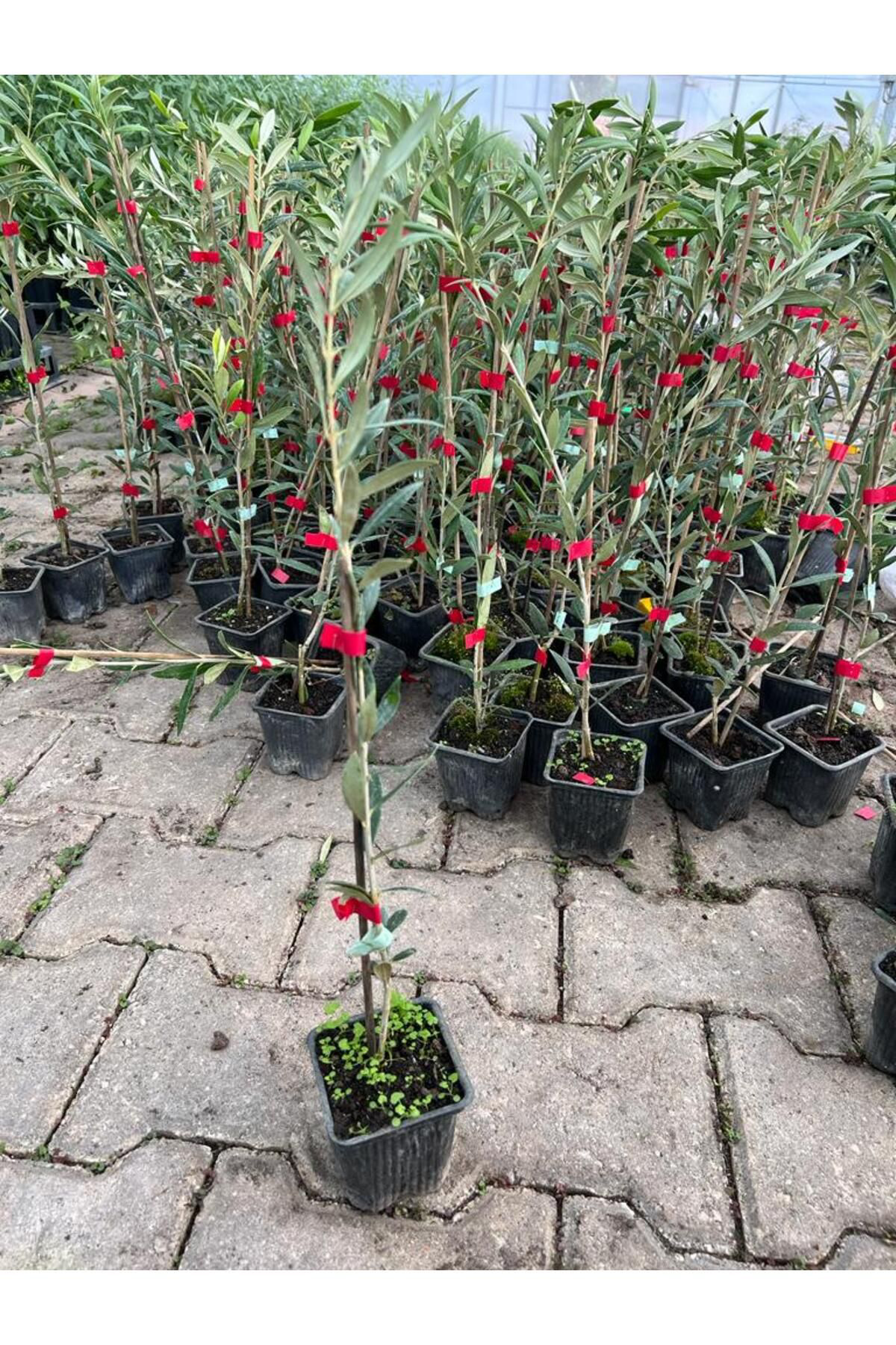 Zeysen Tropikal Arbequina Bodur Yağlik İspanyol Zeytin Fidani
