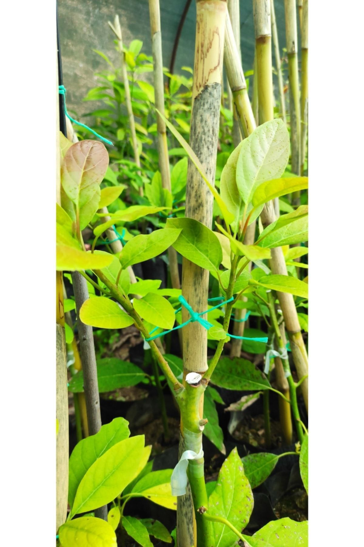 Fuerte Aşili Tüplü Avokado Yaş 2 Boy 60-90 Cm Araliğinda