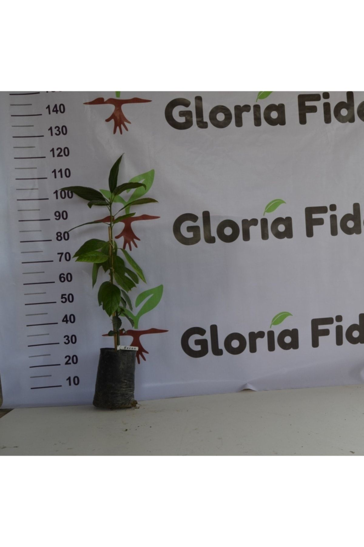 Gloria Aşili Tüplü Bacon Avokado 2 Yaş Boy 70-100Cm
