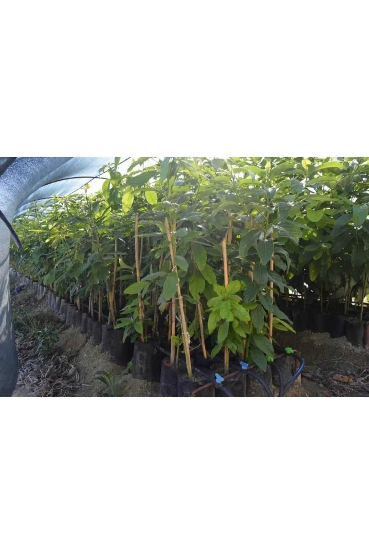 Biyotekfide Biyoteknoloji Aşili Tüplü Fuerte Avokado 2 Yaş Boy (100-150) Cm