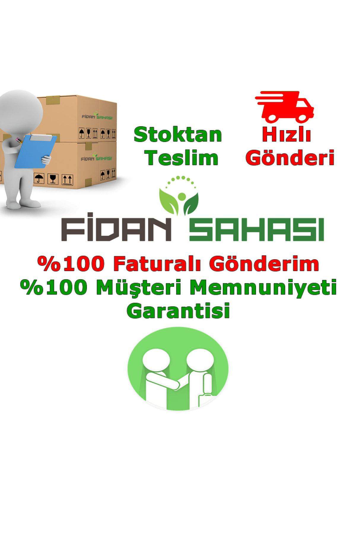 Fidan Sahasi Aşili Tüplü Hass Black Avokado 2 Yaş Boy 60-90 Cm