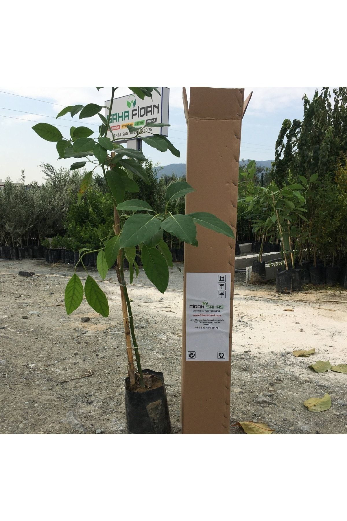 Fidan Sahasi Aşili Tüplü Hass Black Avokado 2 Yaş Boy 60-90 Cm
