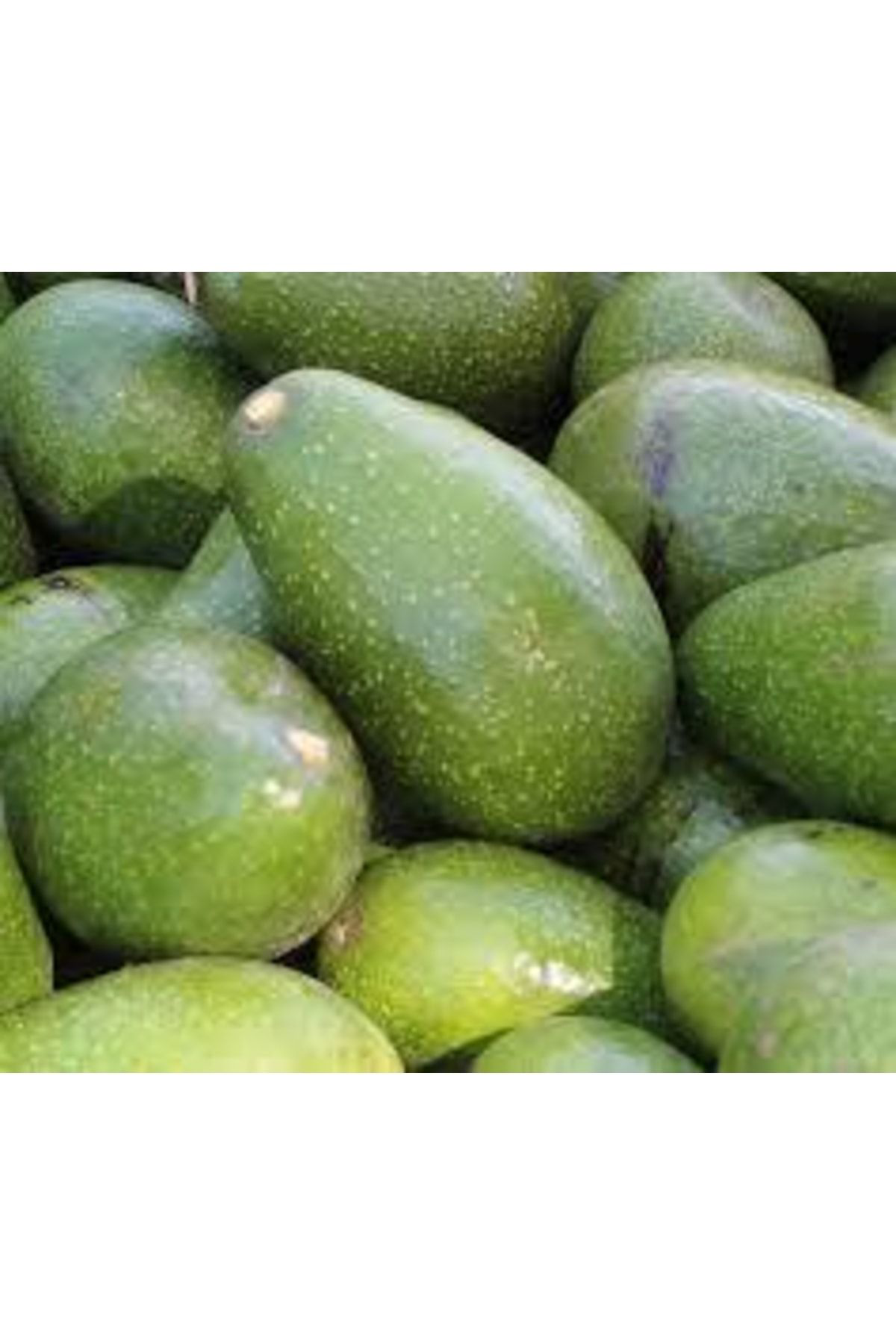 Dedemin Fidanliği Aşili Tüplü Yaş Zutano Avokado Yaş 2 Boy 60-90Cm