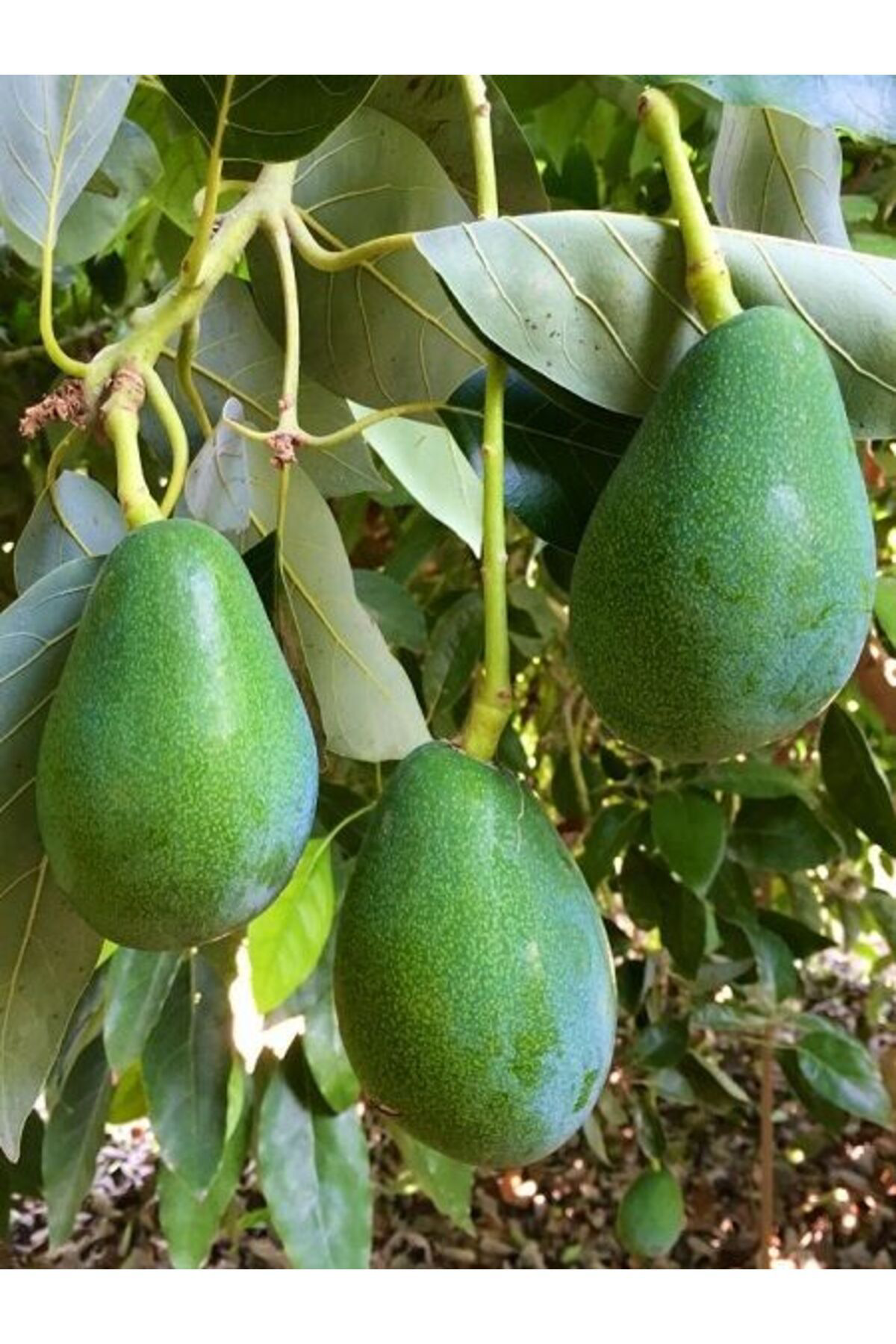 Yağmur Botanik Avokado Fidani Tüplü Aşili