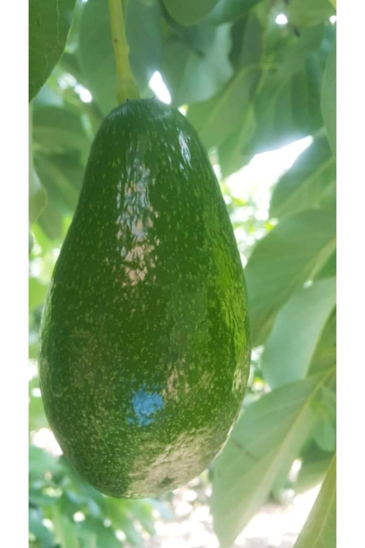 Baaçe Avokado Fuerte Fidani Aşili Sertifikali Fidani