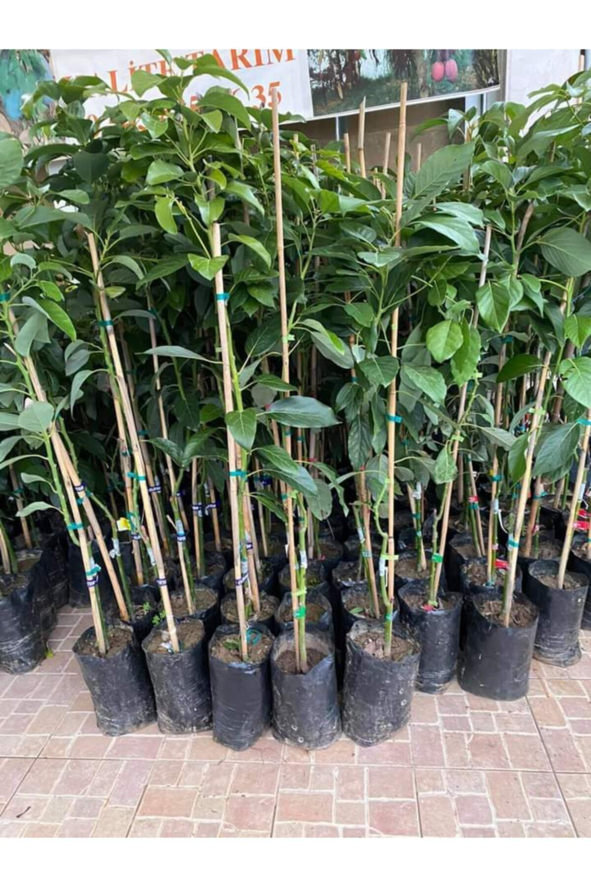 Baaçe Avokado Fuerte Fidani Aşili Sertifikali Fidani