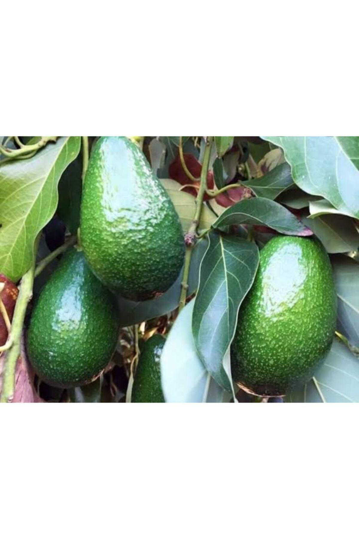 Baaçe Avokado Fuerte Fidani Aşili Sertifikali Fidani