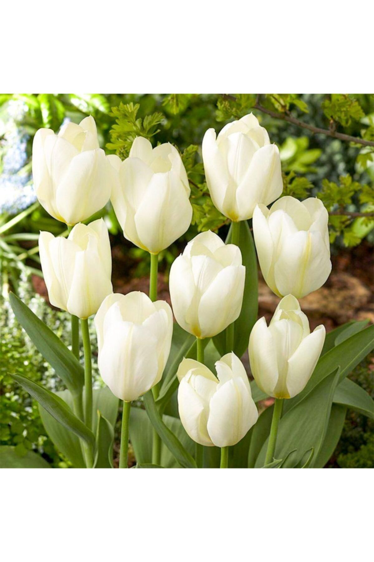 Floramut Beyaz City Of Vancouver Lale Soğani-5 Adet