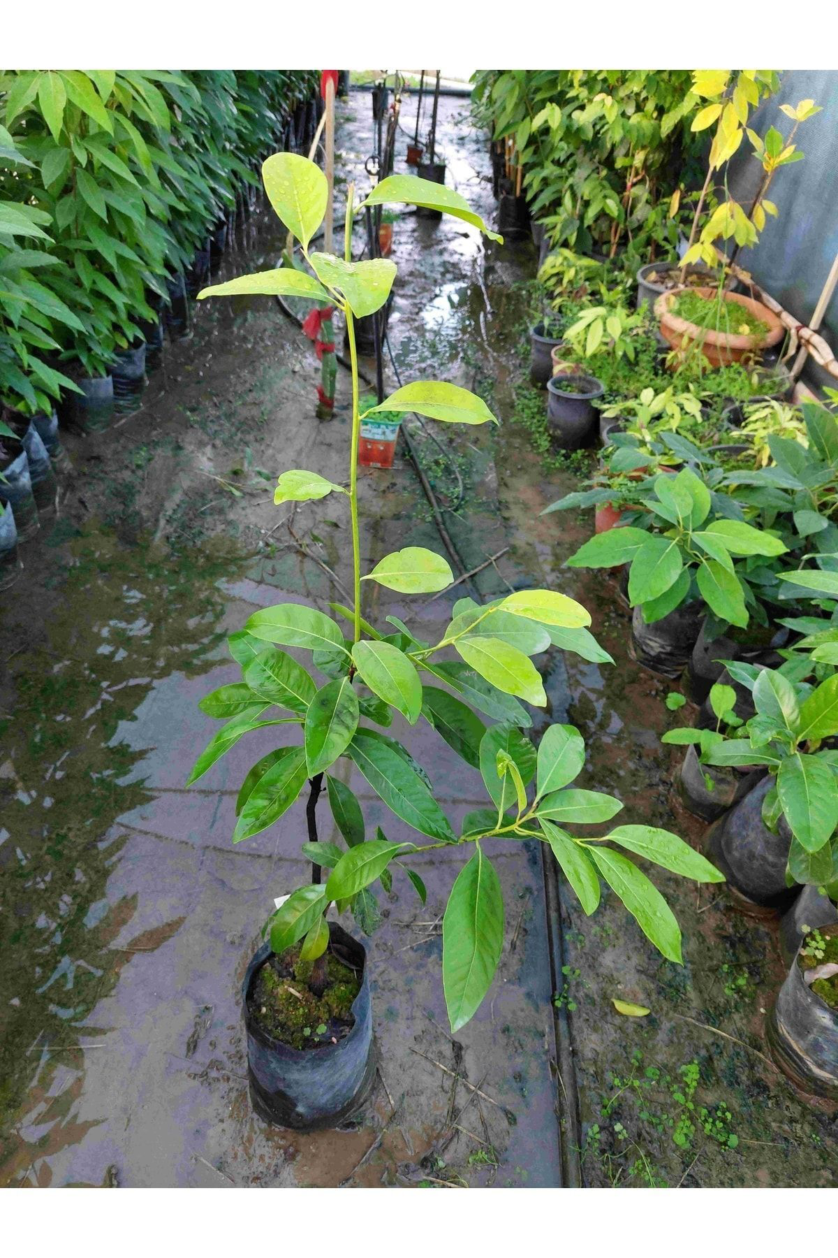 Yavuztropikalfidan Black Sapote (Çikolata Meyvesi Ağaci) Fidani 4 Yaş 80 Cm