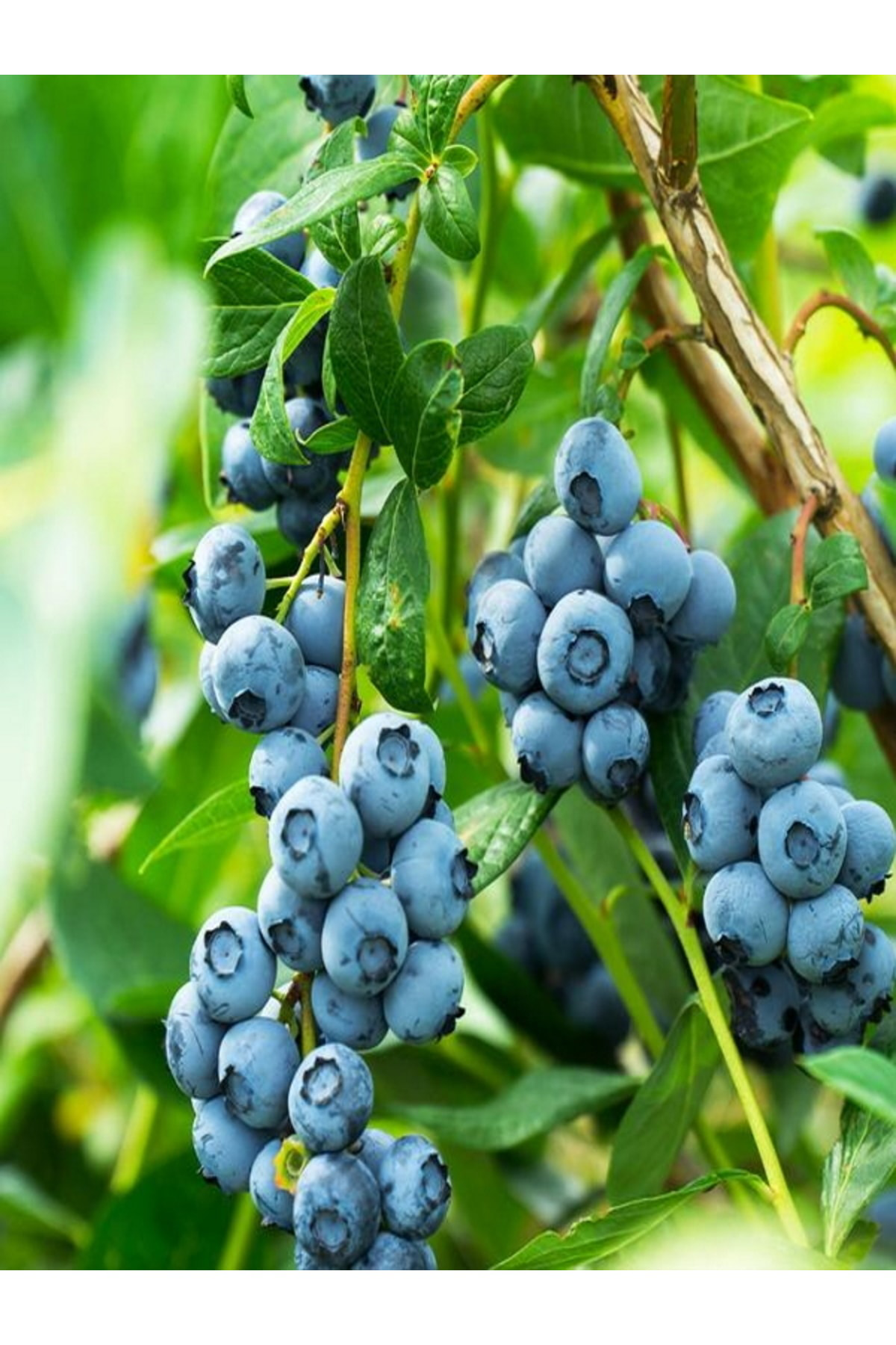 Agrolidya Bluecrop Yaban Mersini Blueberry Fidani